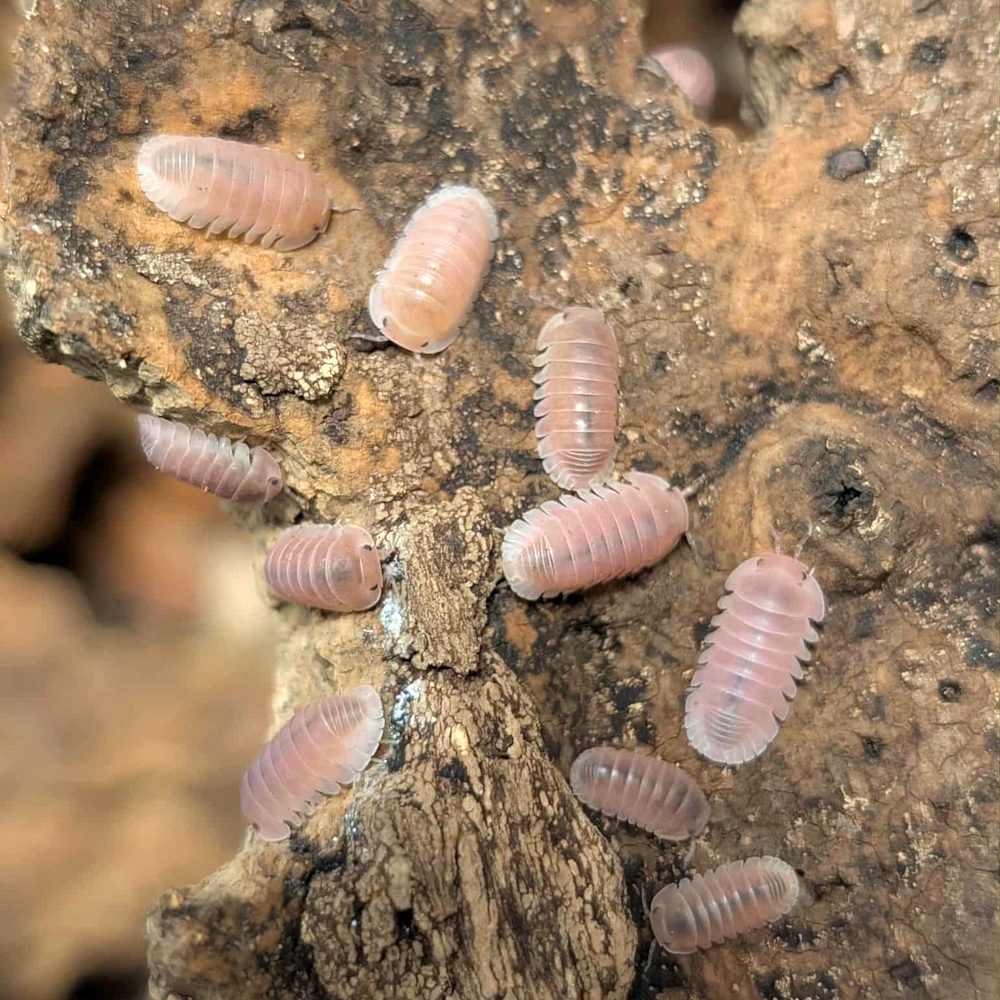 Cubaris sp. “Cherry Blossom” - Isopodes Roses