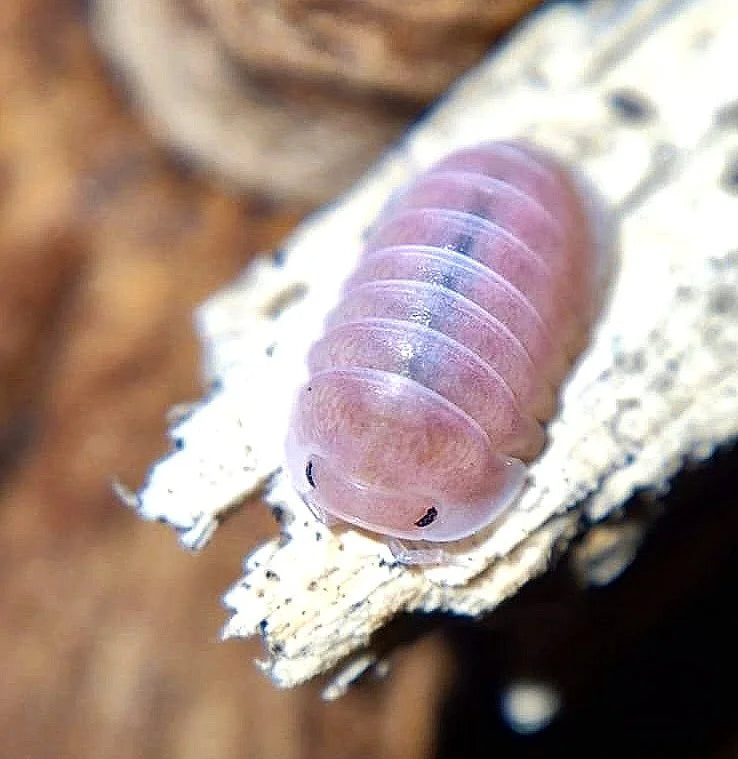 Cubaris sp. “Cherry Blossom” - Isopodes Roses