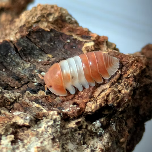 Cubaris sp. "Panda King Red"