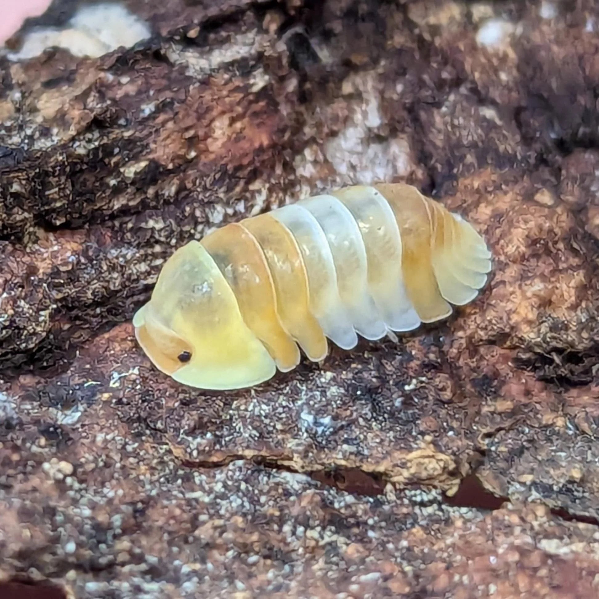 Cubaris sp. "Blond Rubber Ducky"