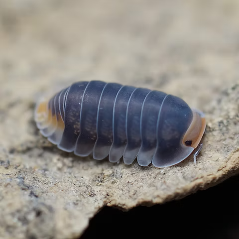 Cubaris sp. "Pak Chong"