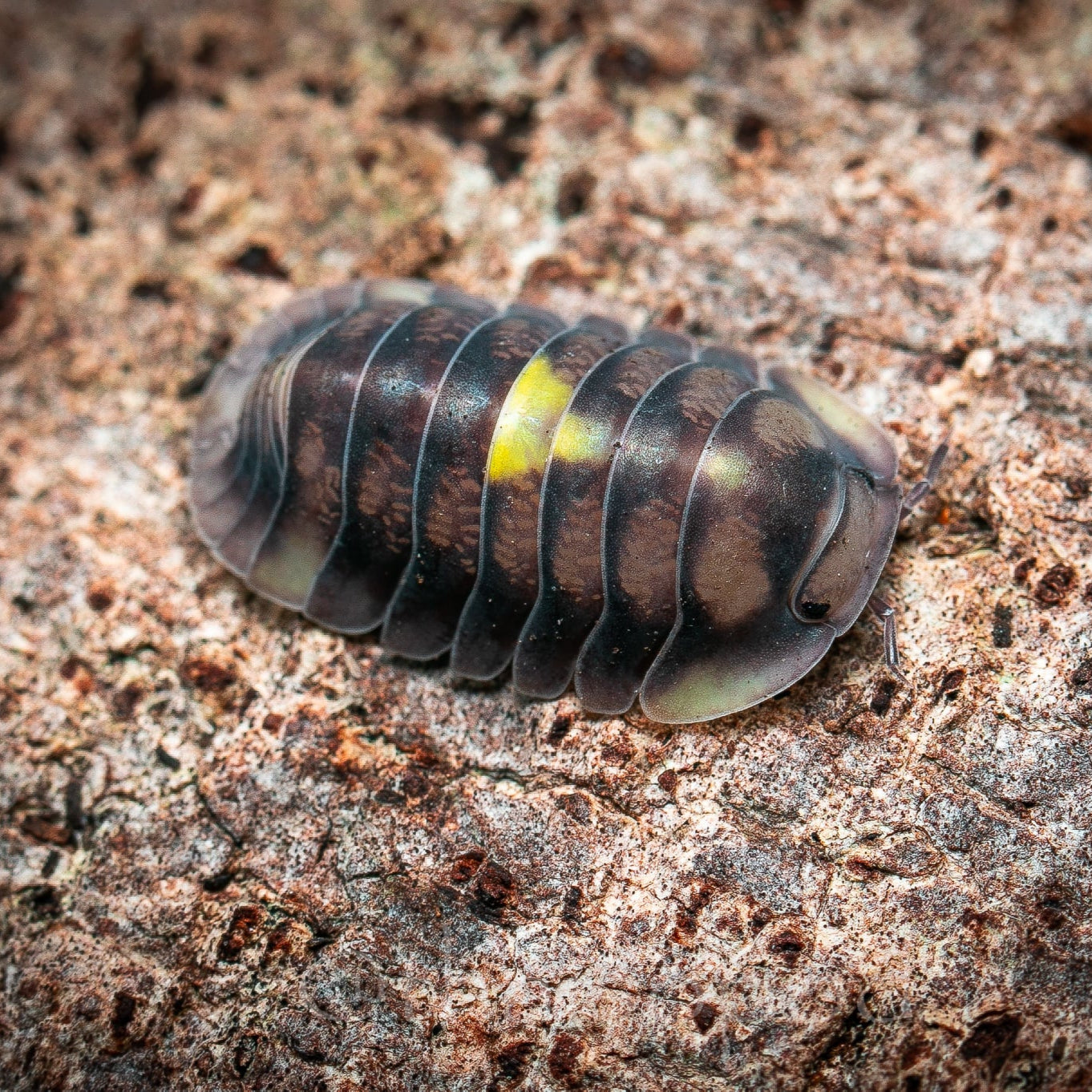 Cubaris sp. "Amber Firefly Bright"