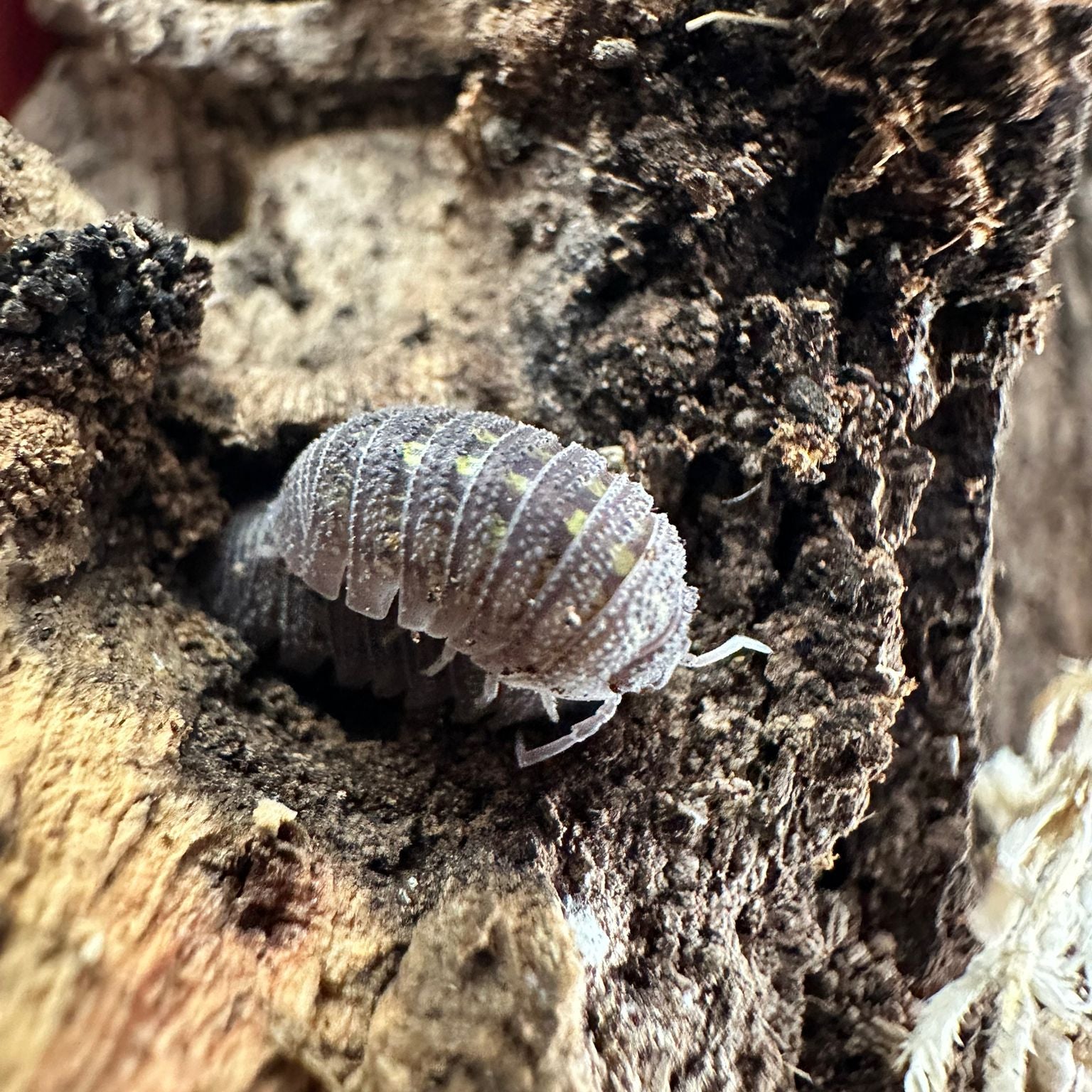 Armadillium Beieri