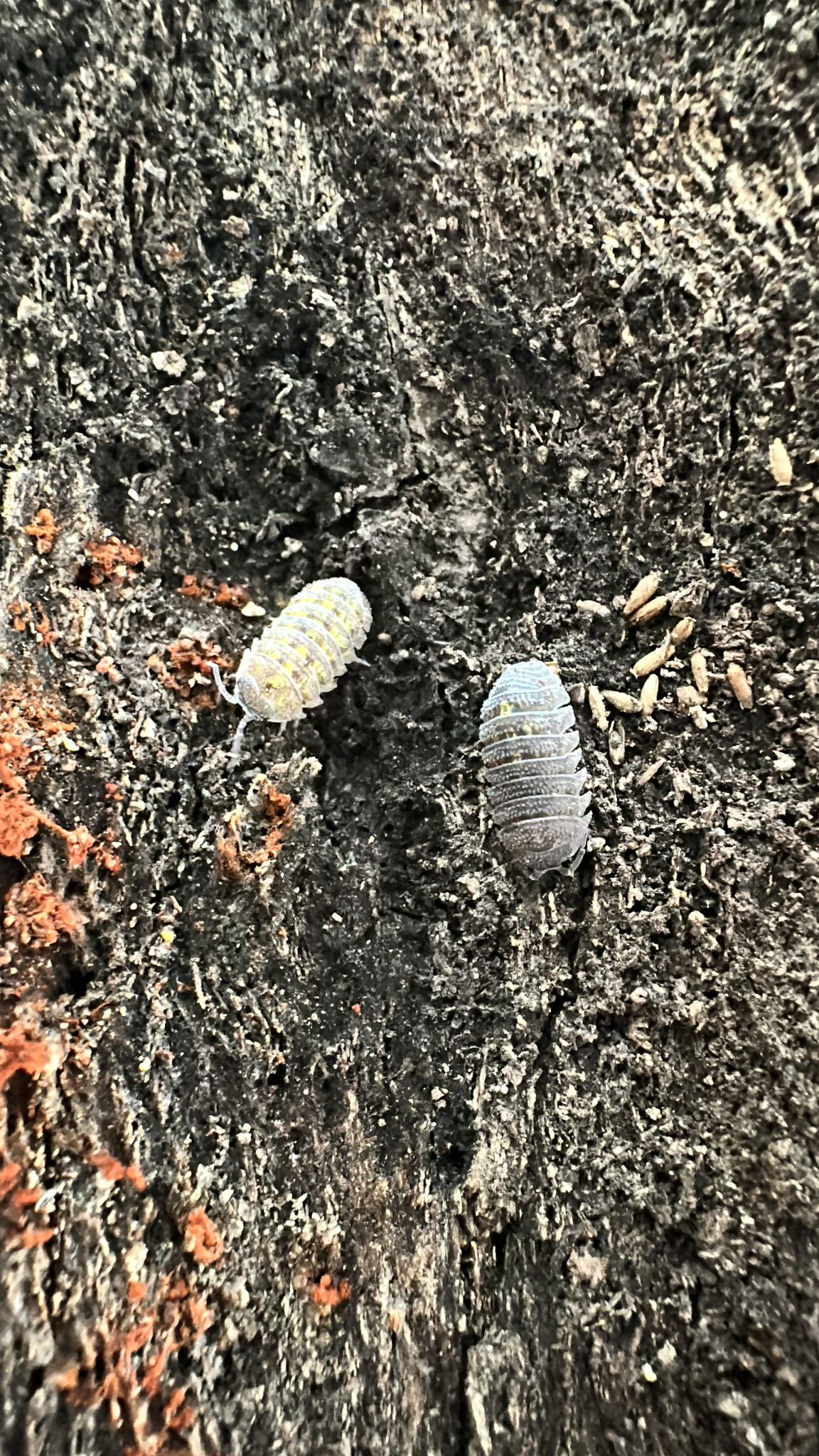 Armadillium Beieri