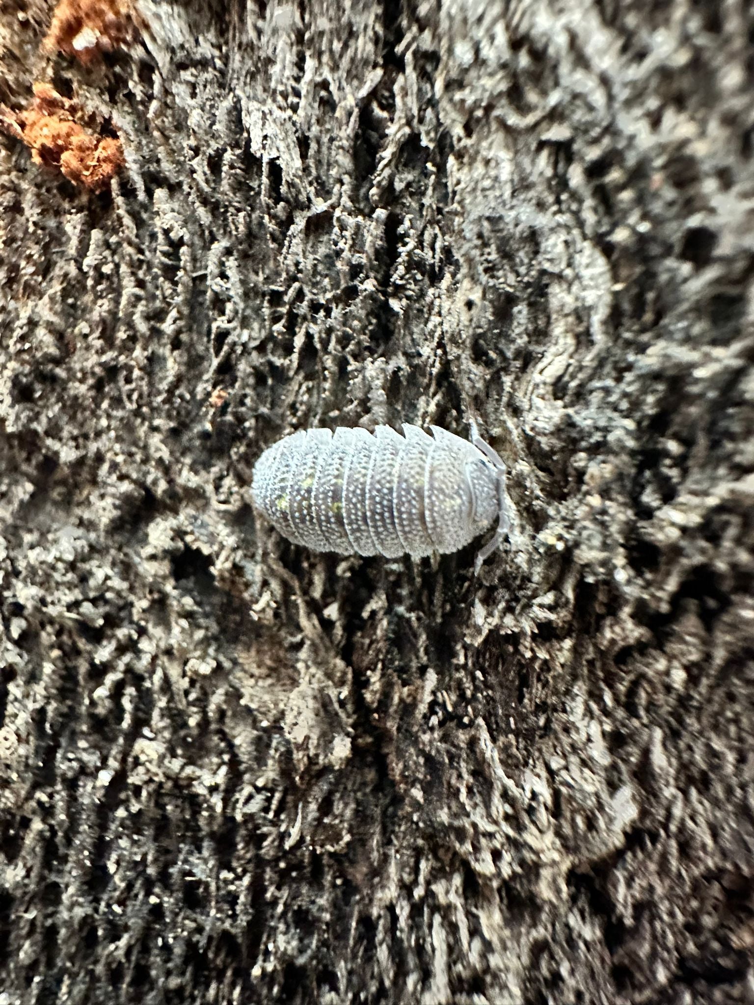 Armadillium Beieri