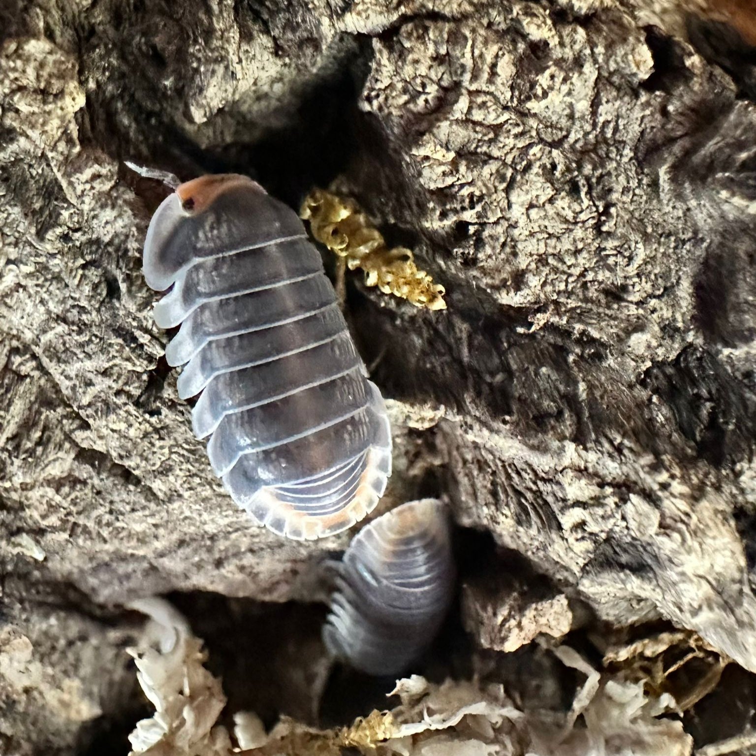 Cubaris sp. "Pak Chong"