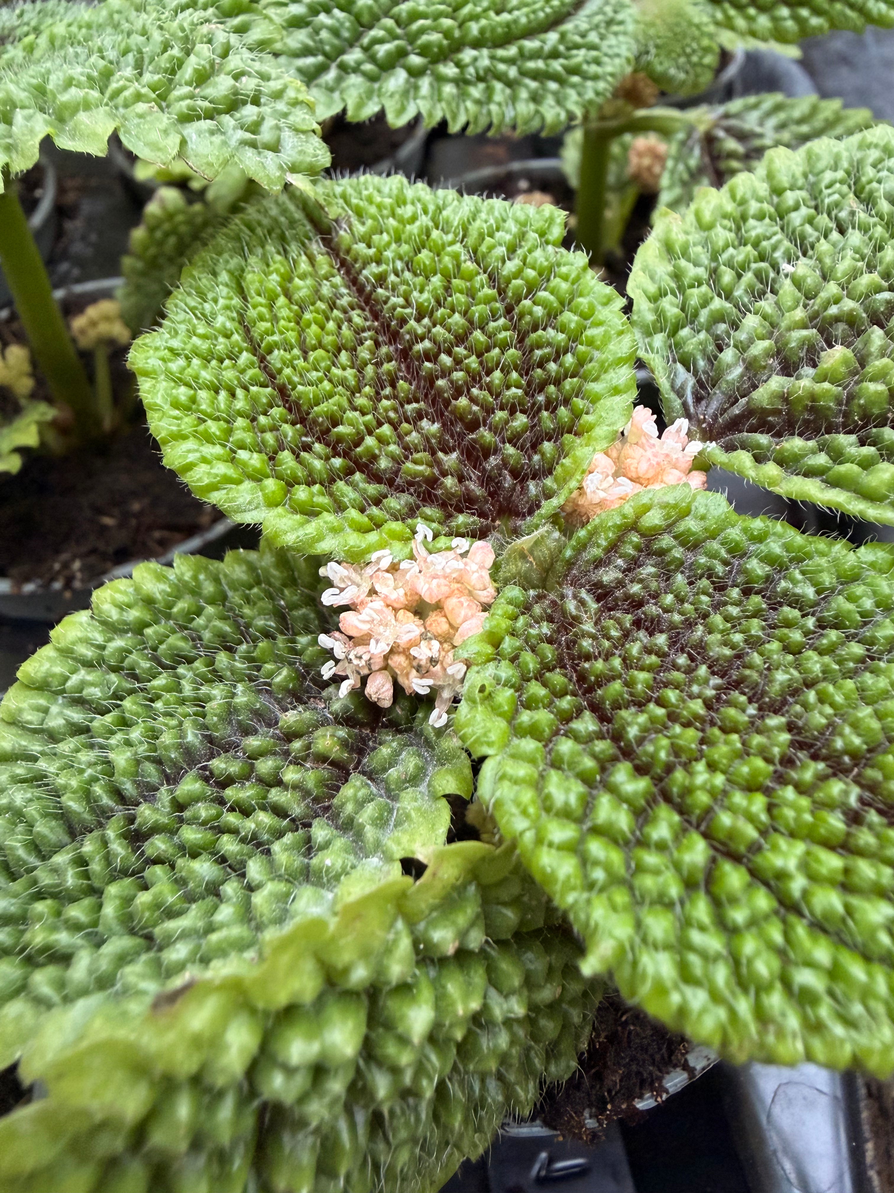 Pilea involucrata – Plante Tropicale Texturée pour Terrarium Vivant