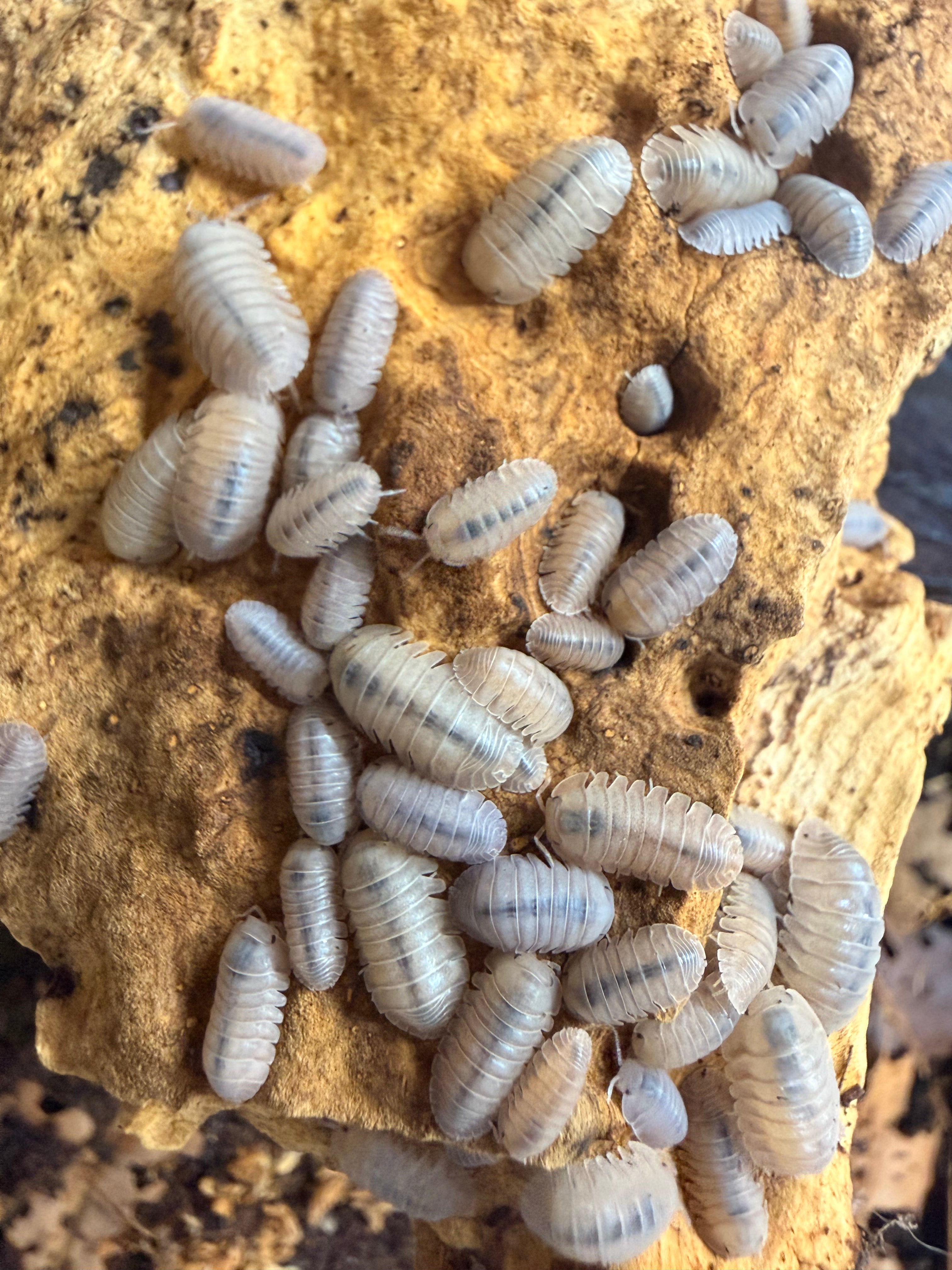 Cubaris sp. "Thai Angel Blue" – Isopodes Bleutés