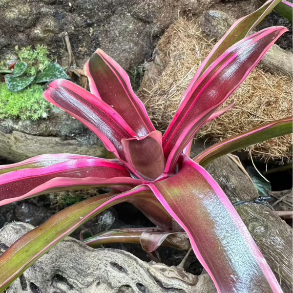 neoregelia schultesiana variegata Neoregelia Schultesiana Variegata – Broméliacée – TerraLife