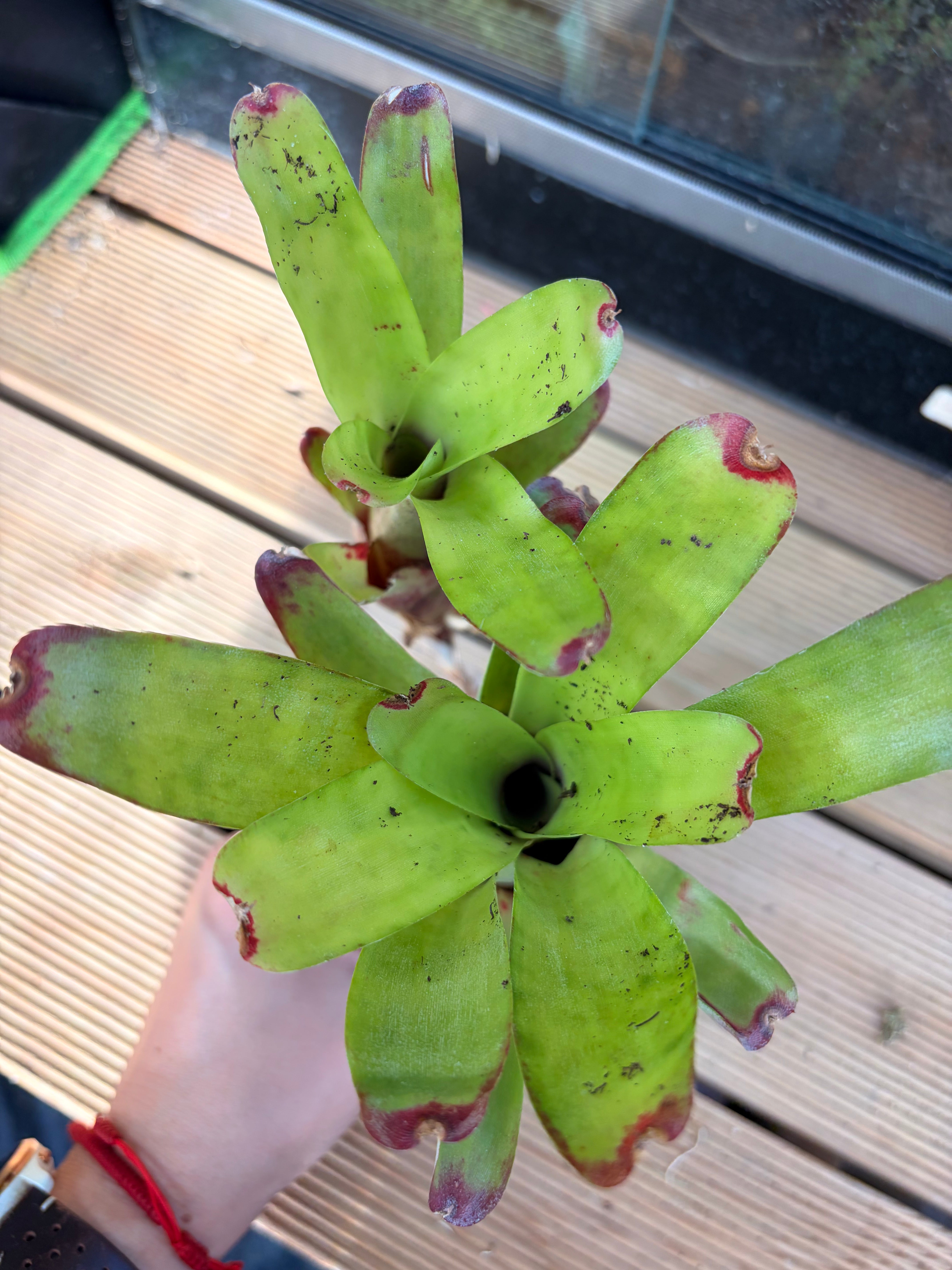 Neoregelia Abendrothae, broméliacée pour terrarium tropical