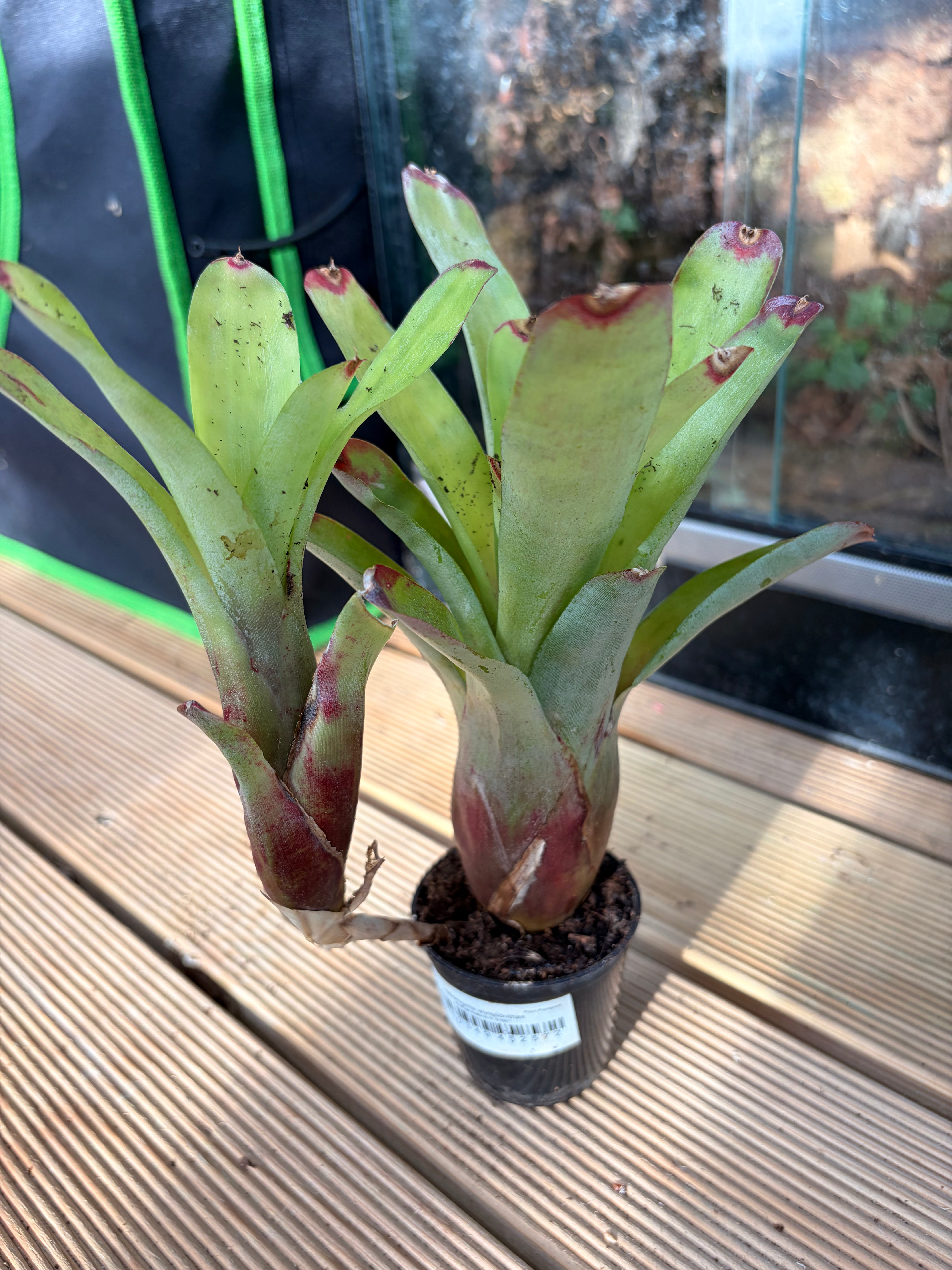 Neoregelia Abendrothae, broméliacée pour terrarium tropical