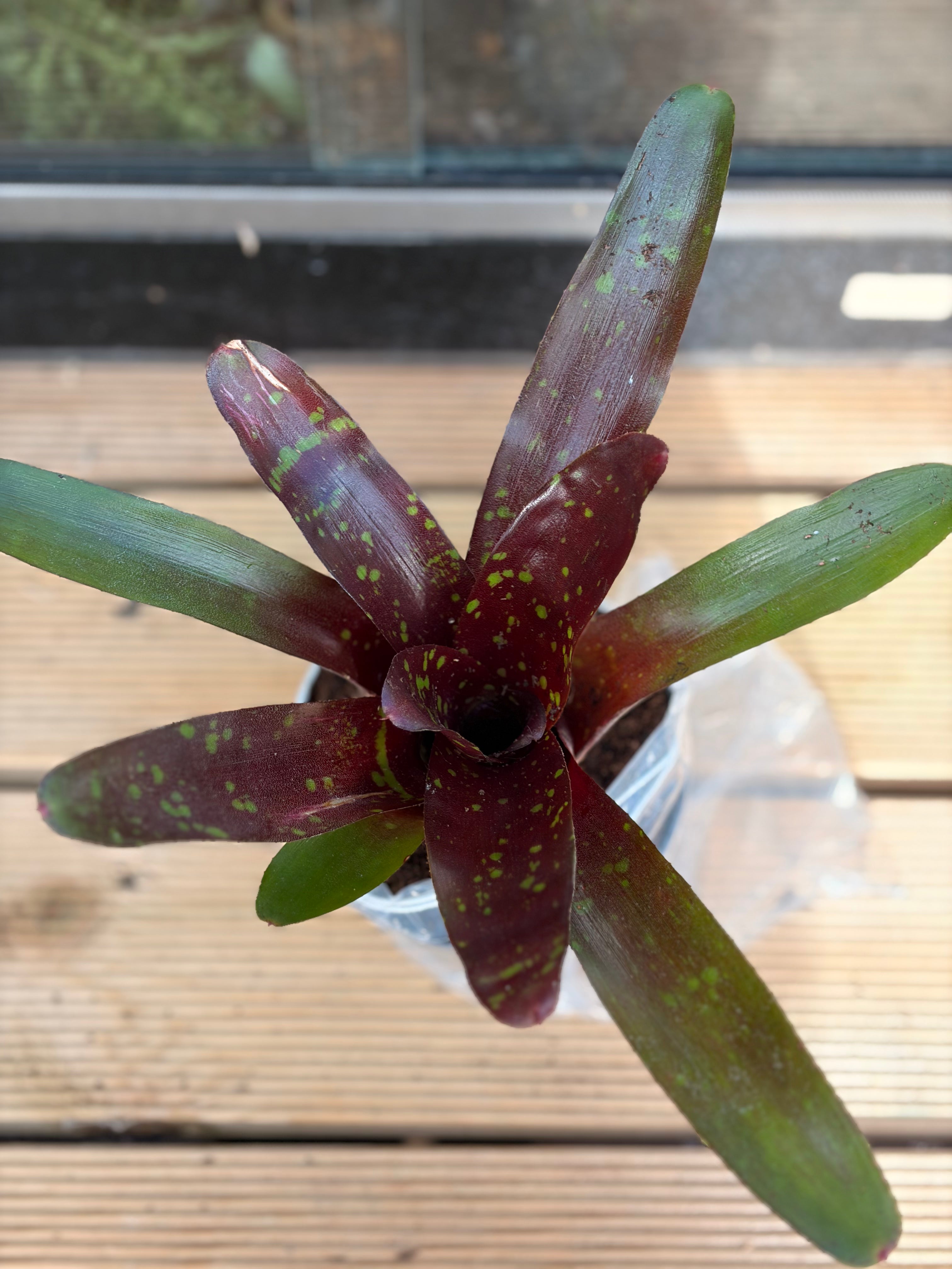 Neoregelia Hansen Mini, broméliacée pour terrarium tropical