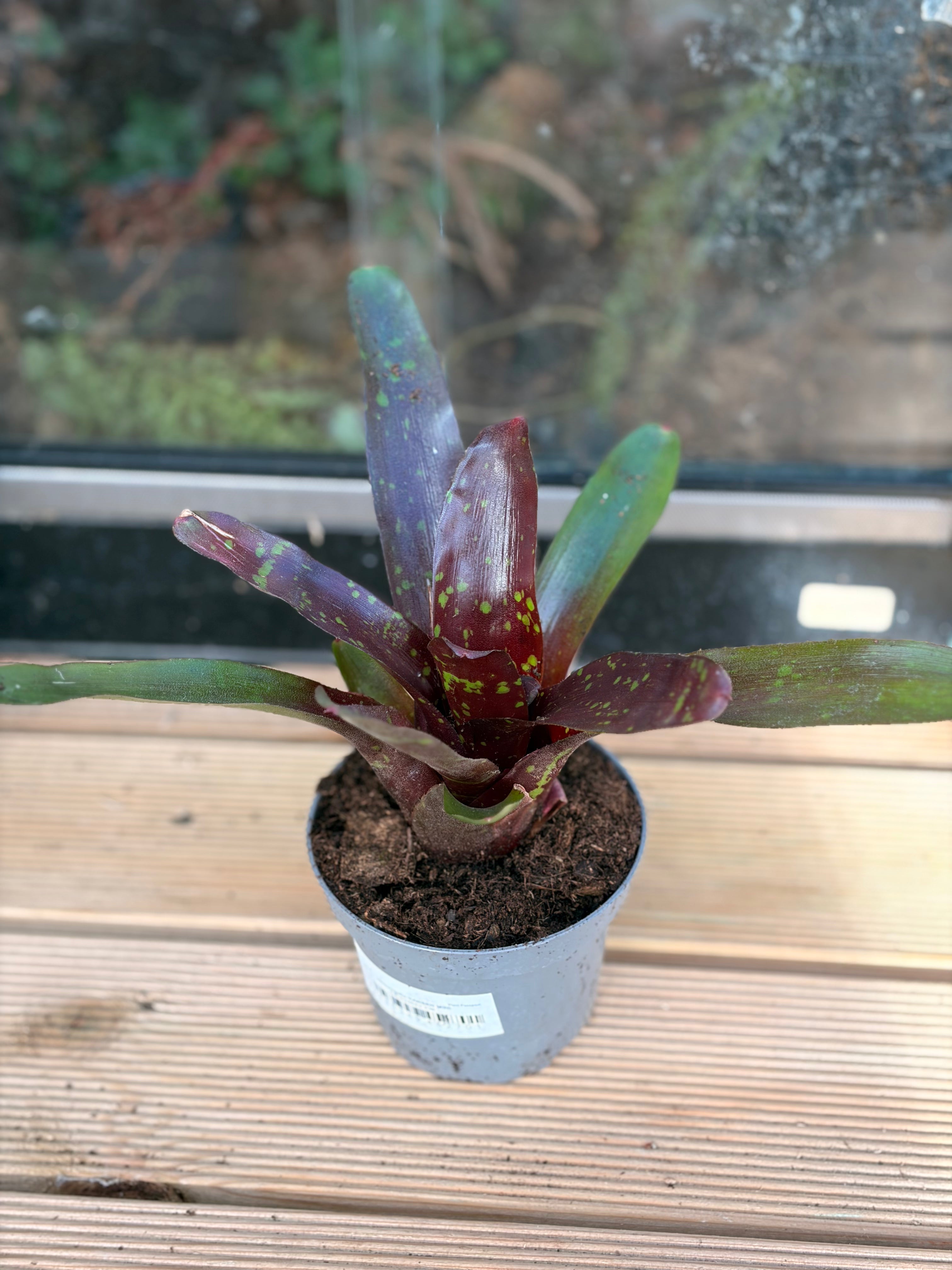 Neoregelia Hansen Mini, broméliacée pour terrarium tropical