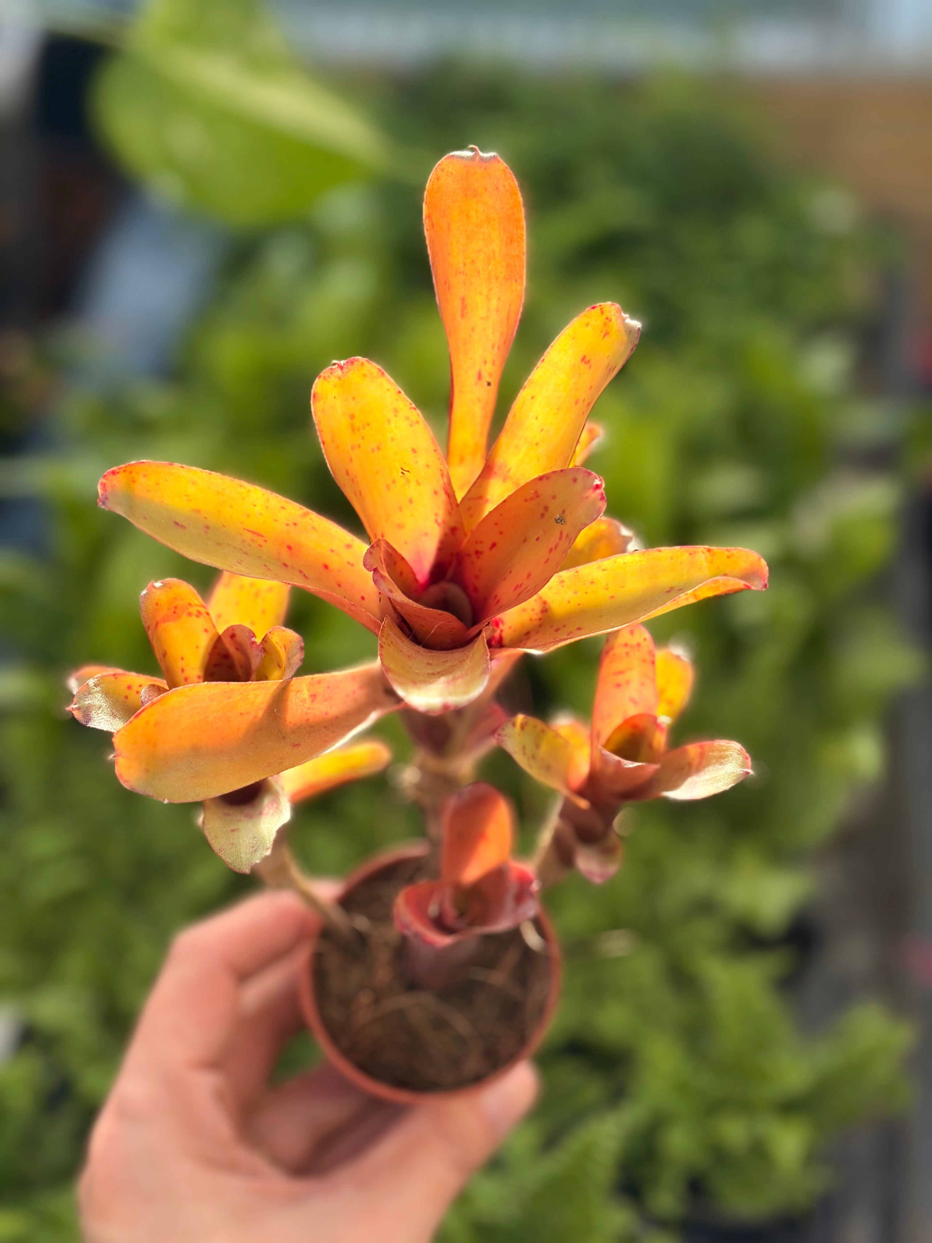 Neoregelia Narciss, broméliacée pour terrarium tropical