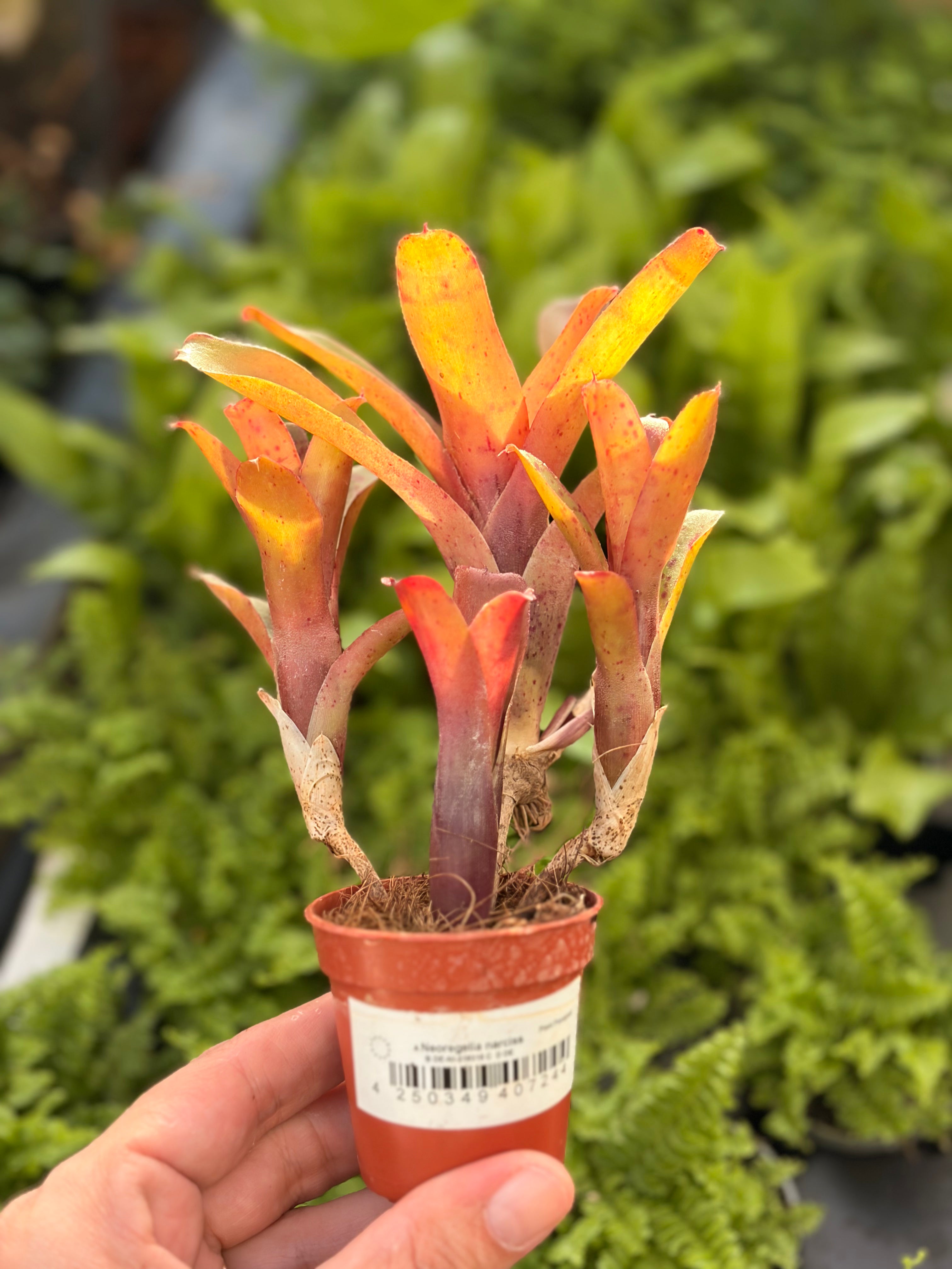 Neoregelia Narciss, broméliacée pour terrarium tropical