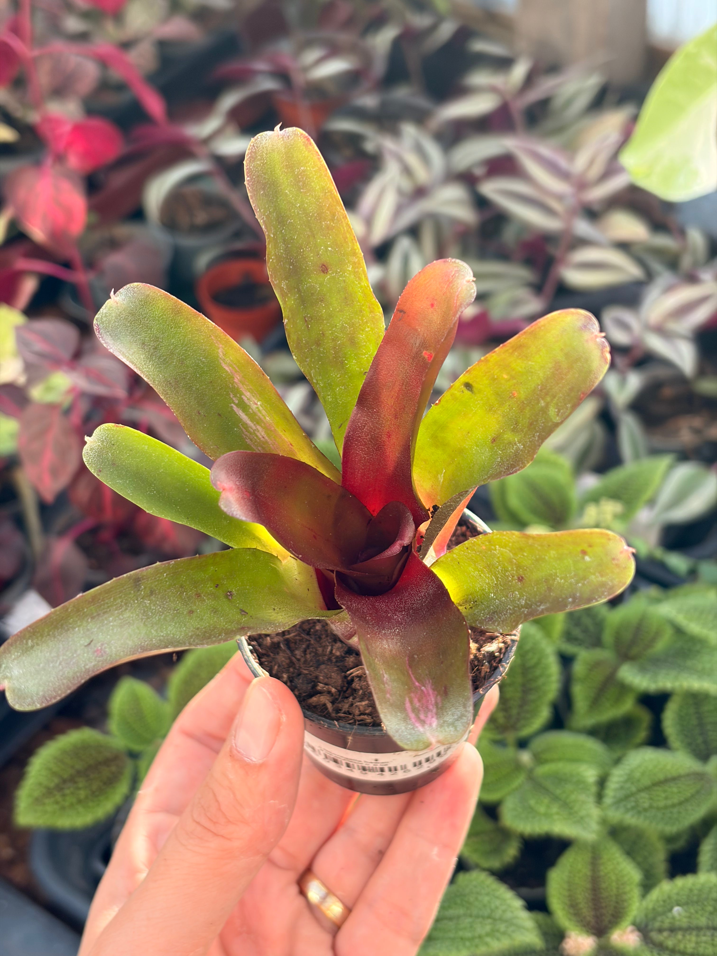 Neoregelia Hawaii, broméliacée pour terrarium tropical