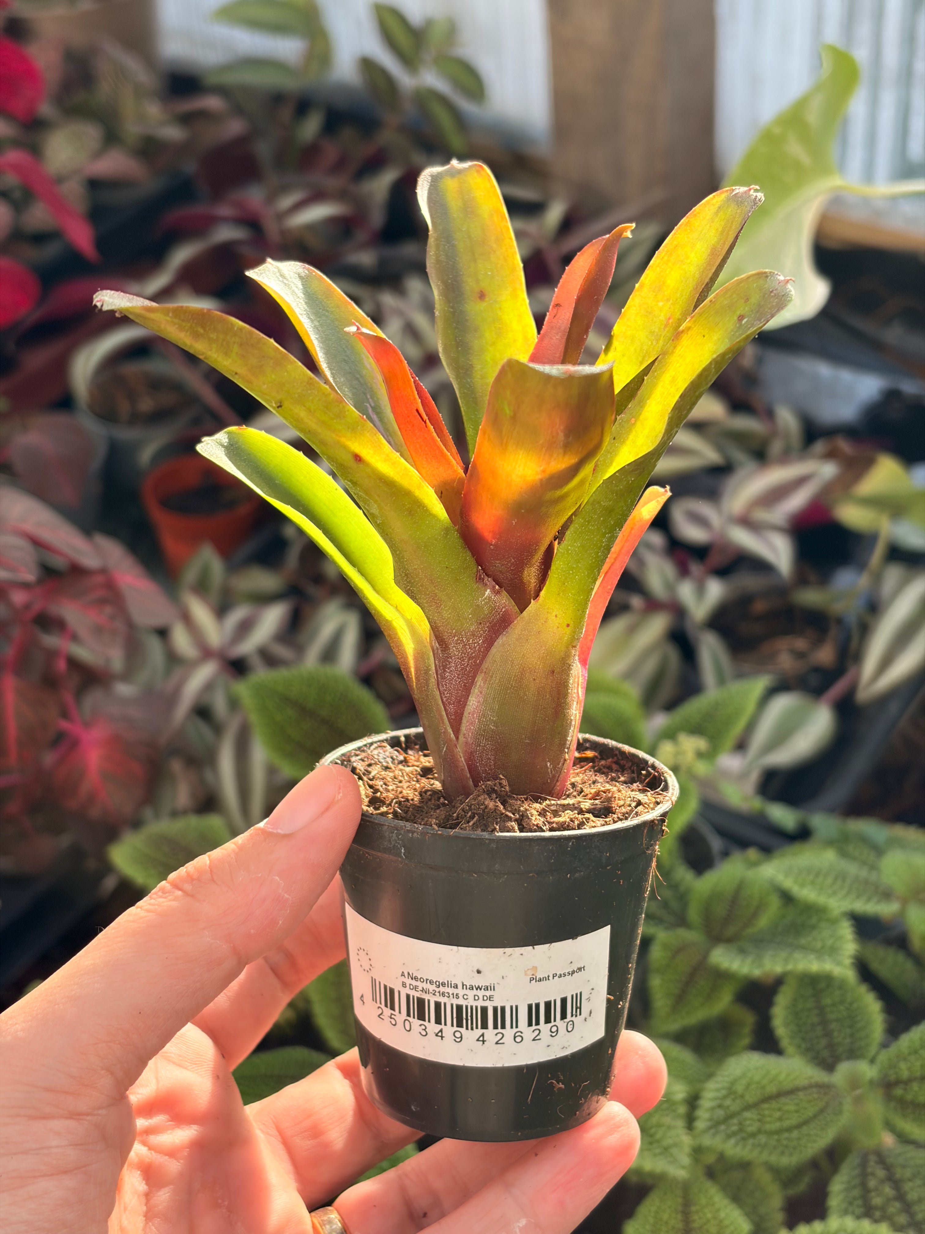 Neoregelia Hawaii, broméliacée pour terrarium tropical