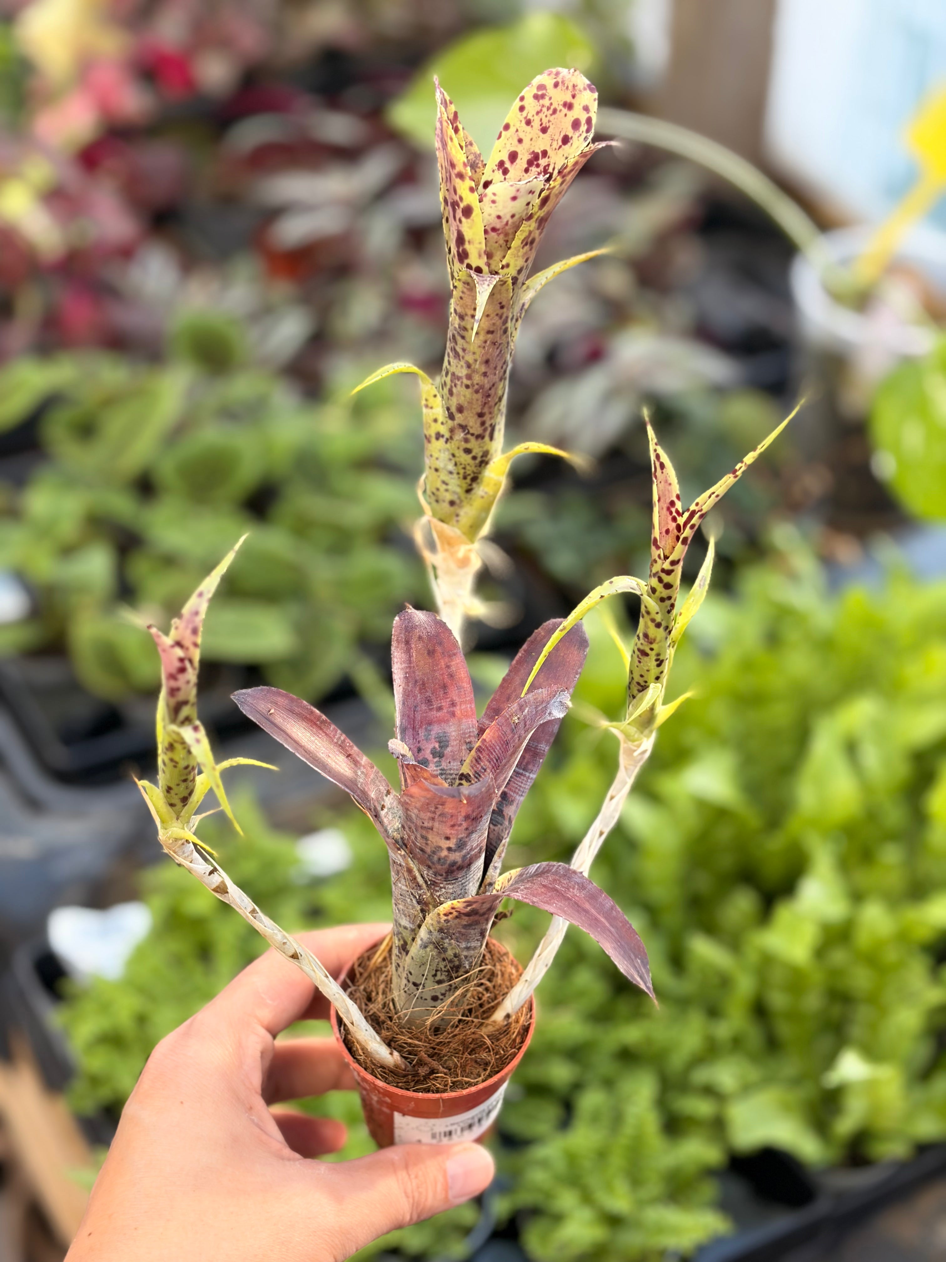 Neoregelia Pauciflora, broméliacée pour terrarium tropical