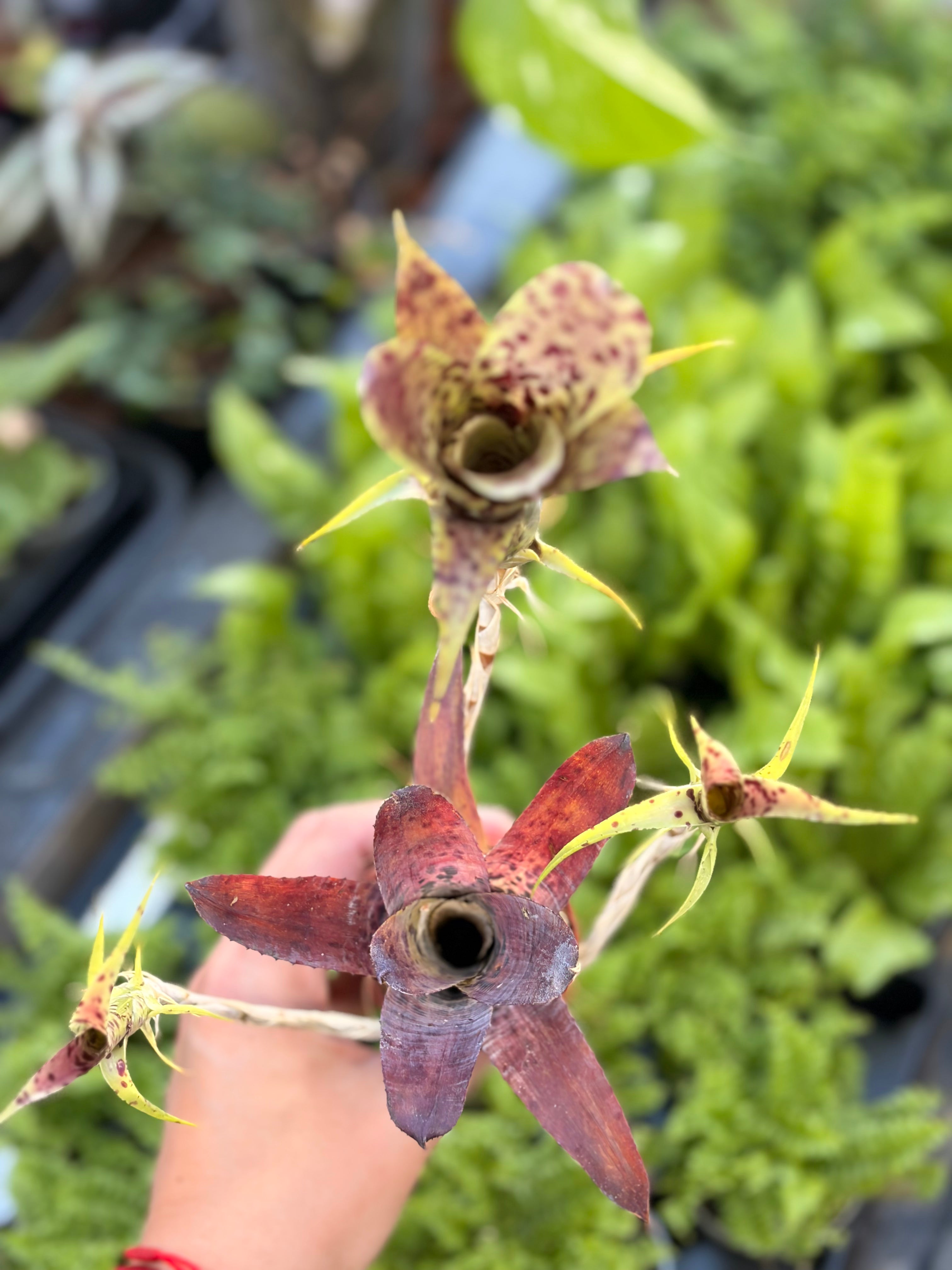 Neoregelia Pauciflora, broméliacée pour terrarium tropical