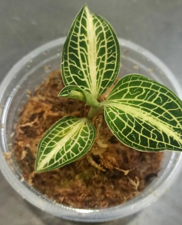 Macodes petola – Orchidée Bijou Terrarium Tropical