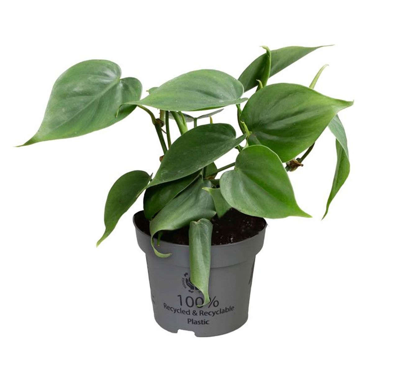 Philodendron Scandens – Plante Grimpante