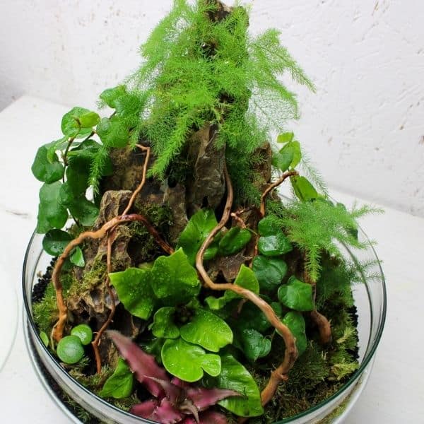 Branches de Bois Spider Naturel – Racine Décorative