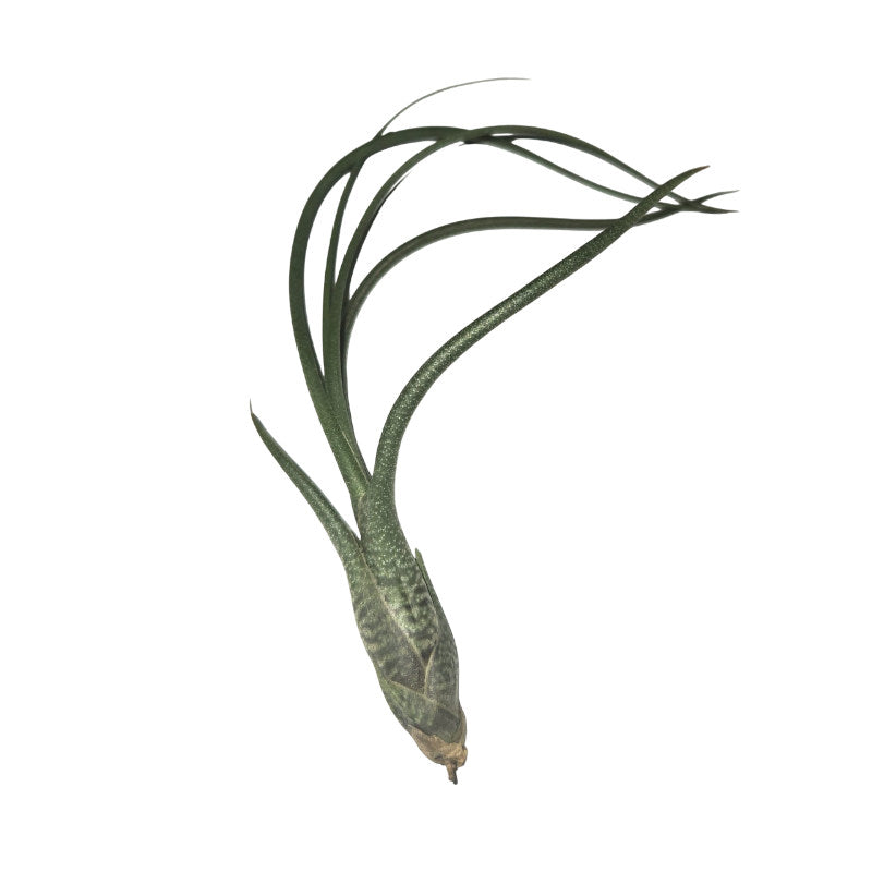 Tillandsia Butzii – Plante aérienne tropicale
