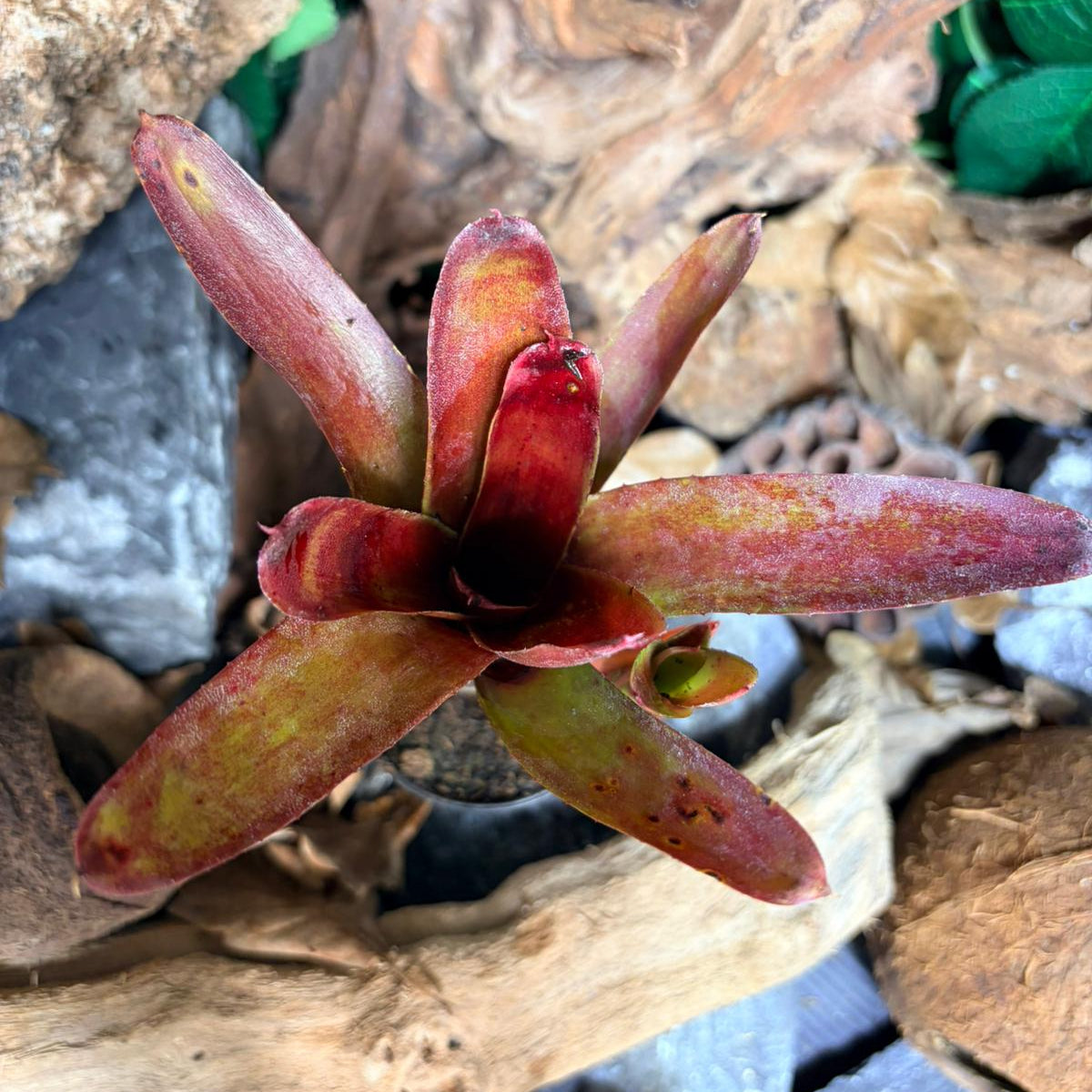 Neoregelia Xantipa - Broméliacée tropicale décorative