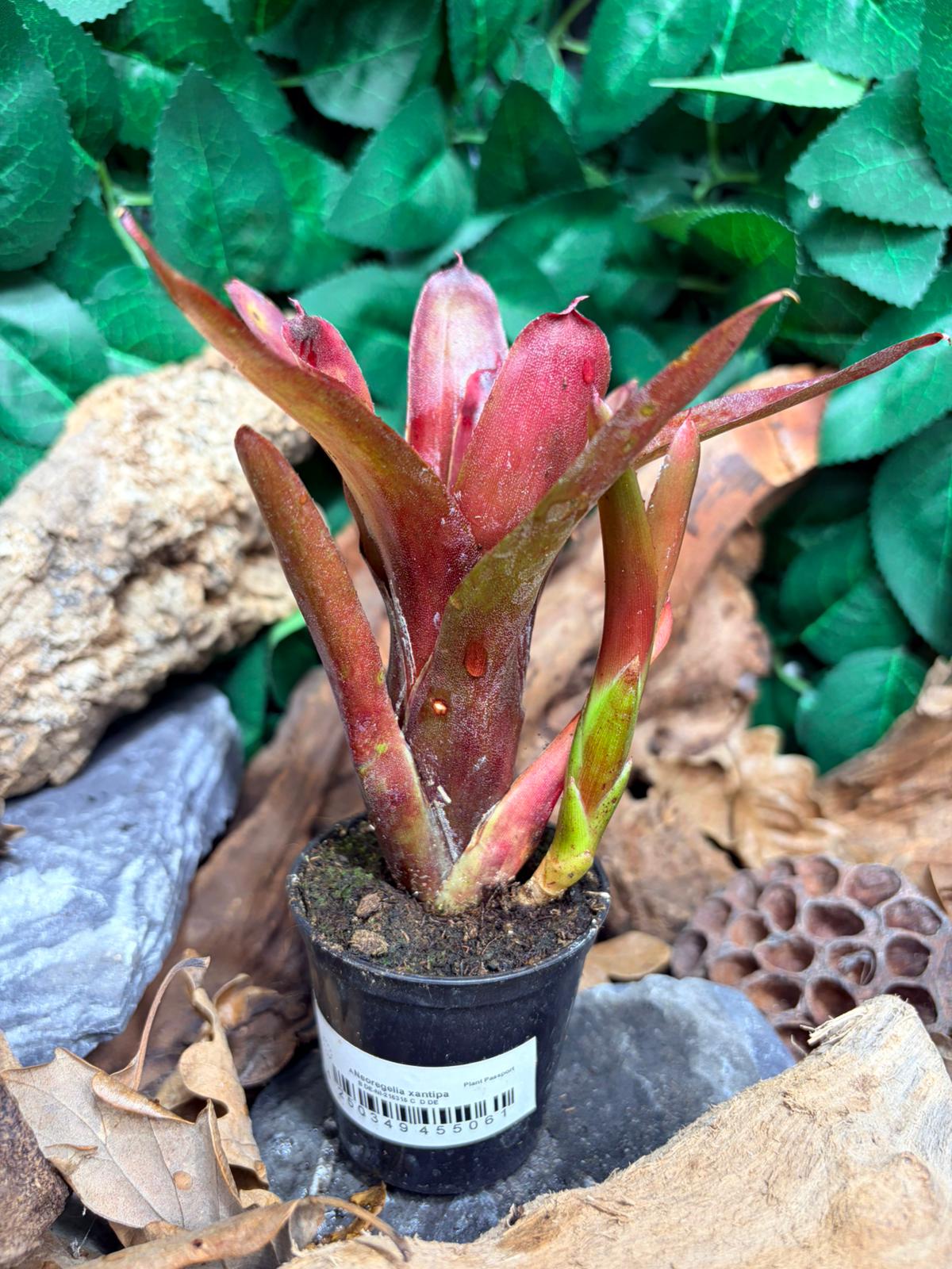 Neoregelia Xantipa - Broméliacée tropicale décorative