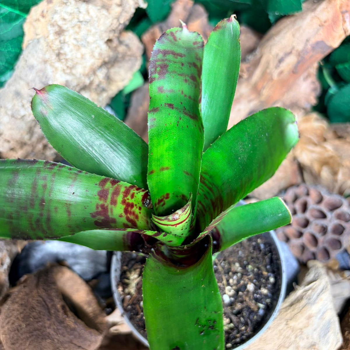 Neoregelia Screaming Tiger – Broméliacée tropicale rayée