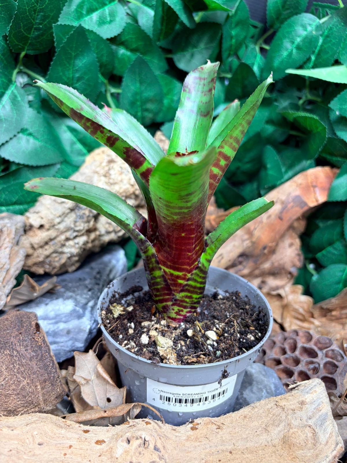 Neoregelia Screaming Tiger – Broméliacée tropicale rayée