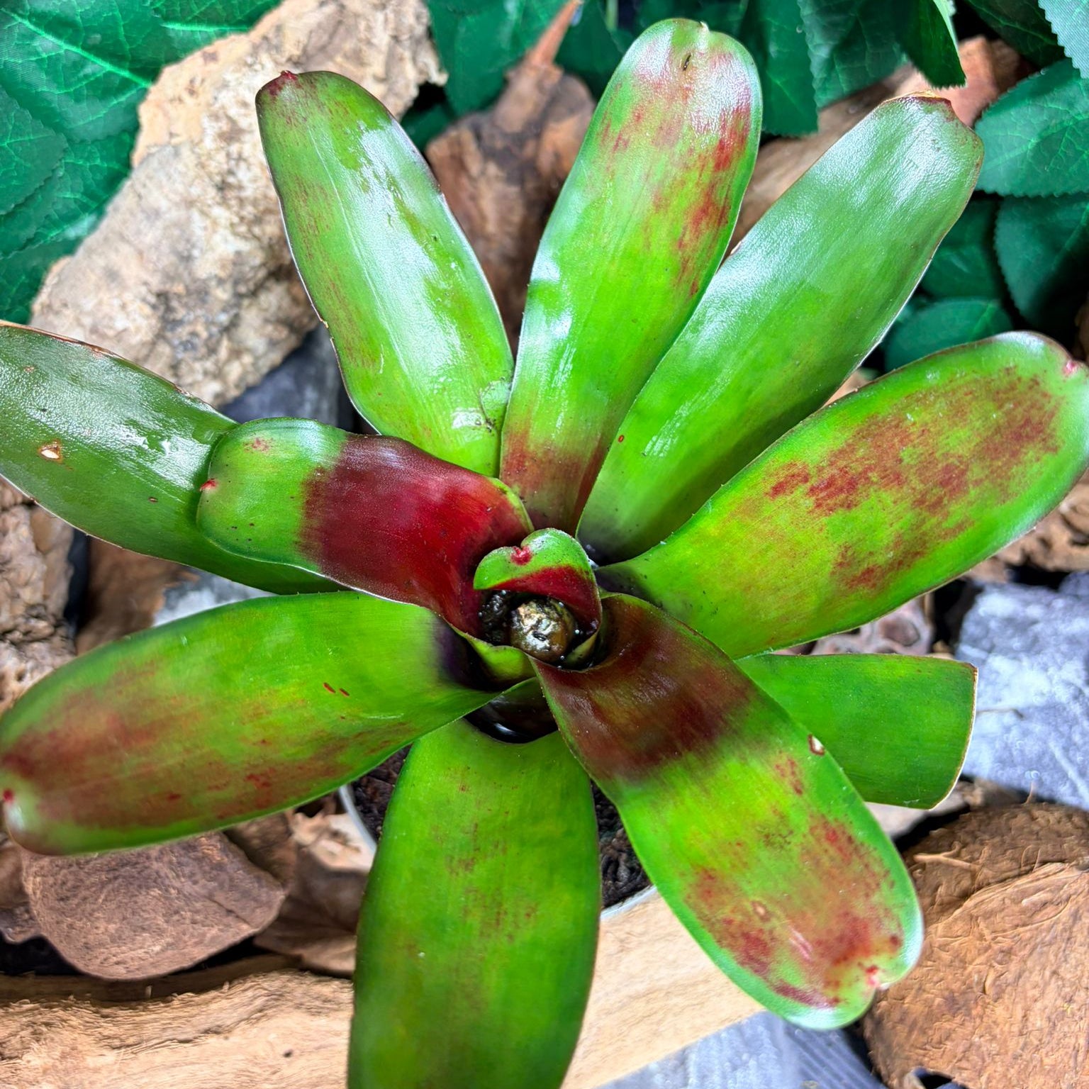 Neoregelia Scarlet Flame – Broméliacée aux tons rouge