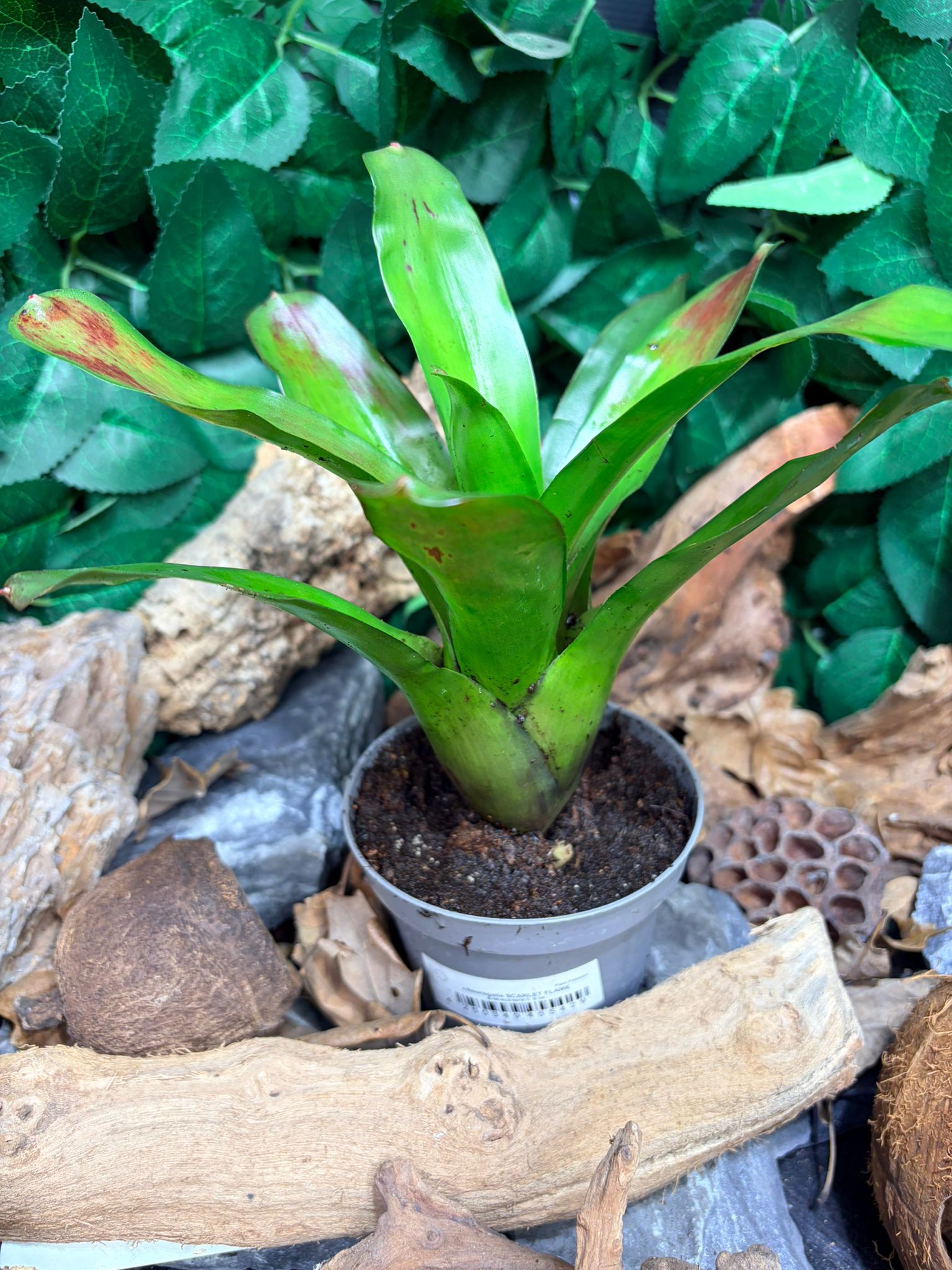 Neoregelia Scarlet Flame – Broméliacée aux tons rouge