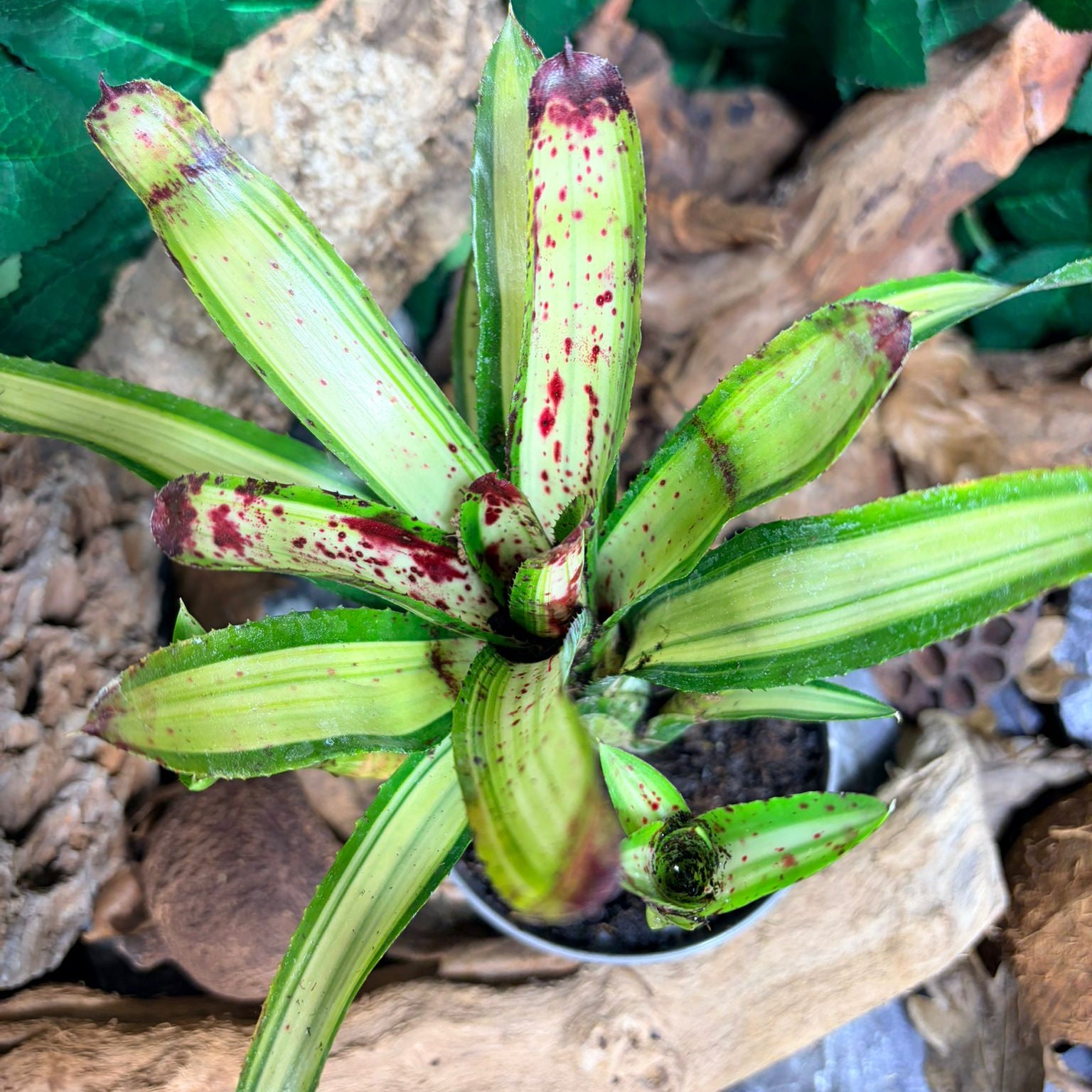 Neoregelia Chrissi – Broméliacée tropicale décorative