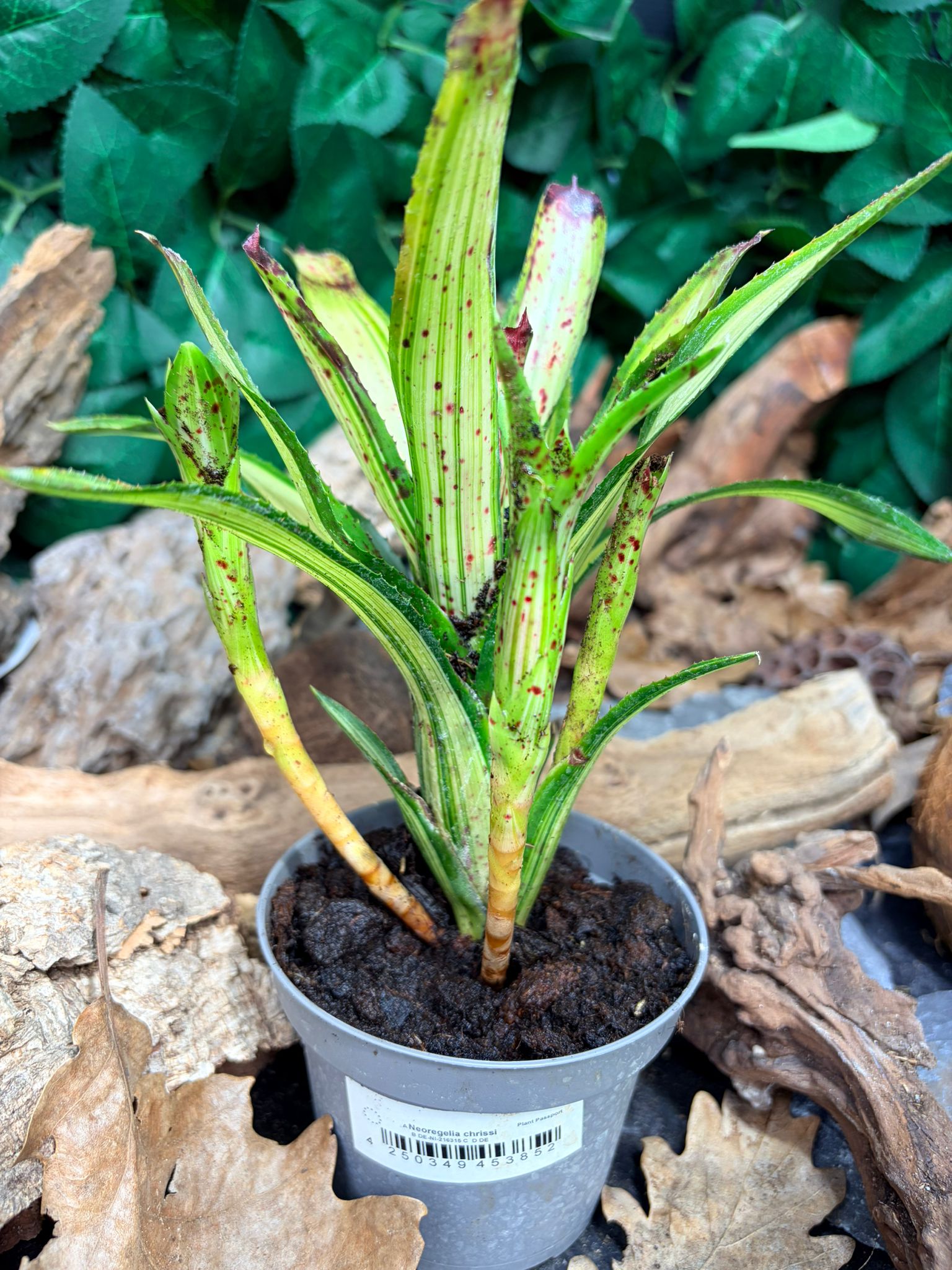 Neoregelia Chrissi – Broméliacée tropicale décorative