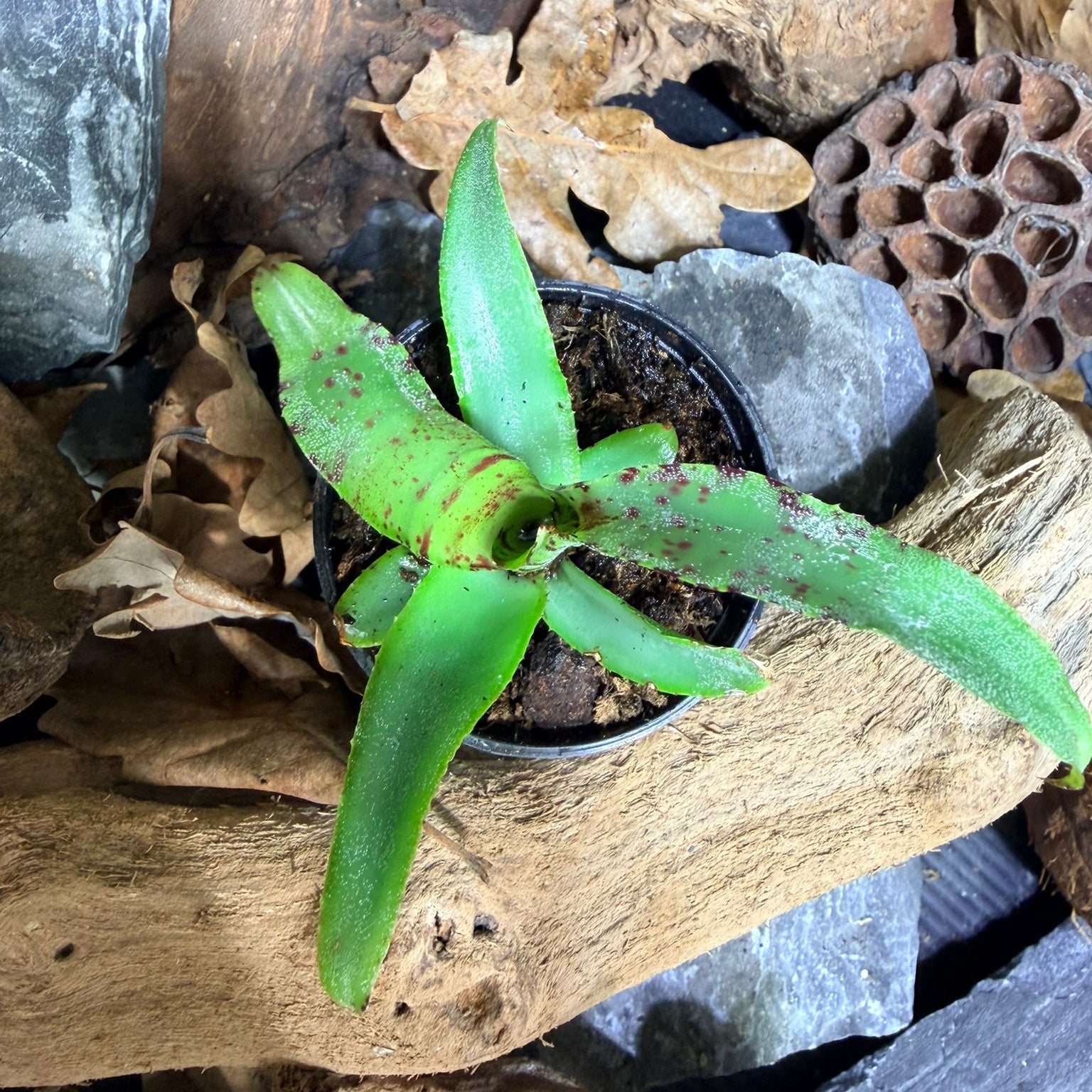 Neoregelia Liliputana – Broméliacée miniature pour terrarium