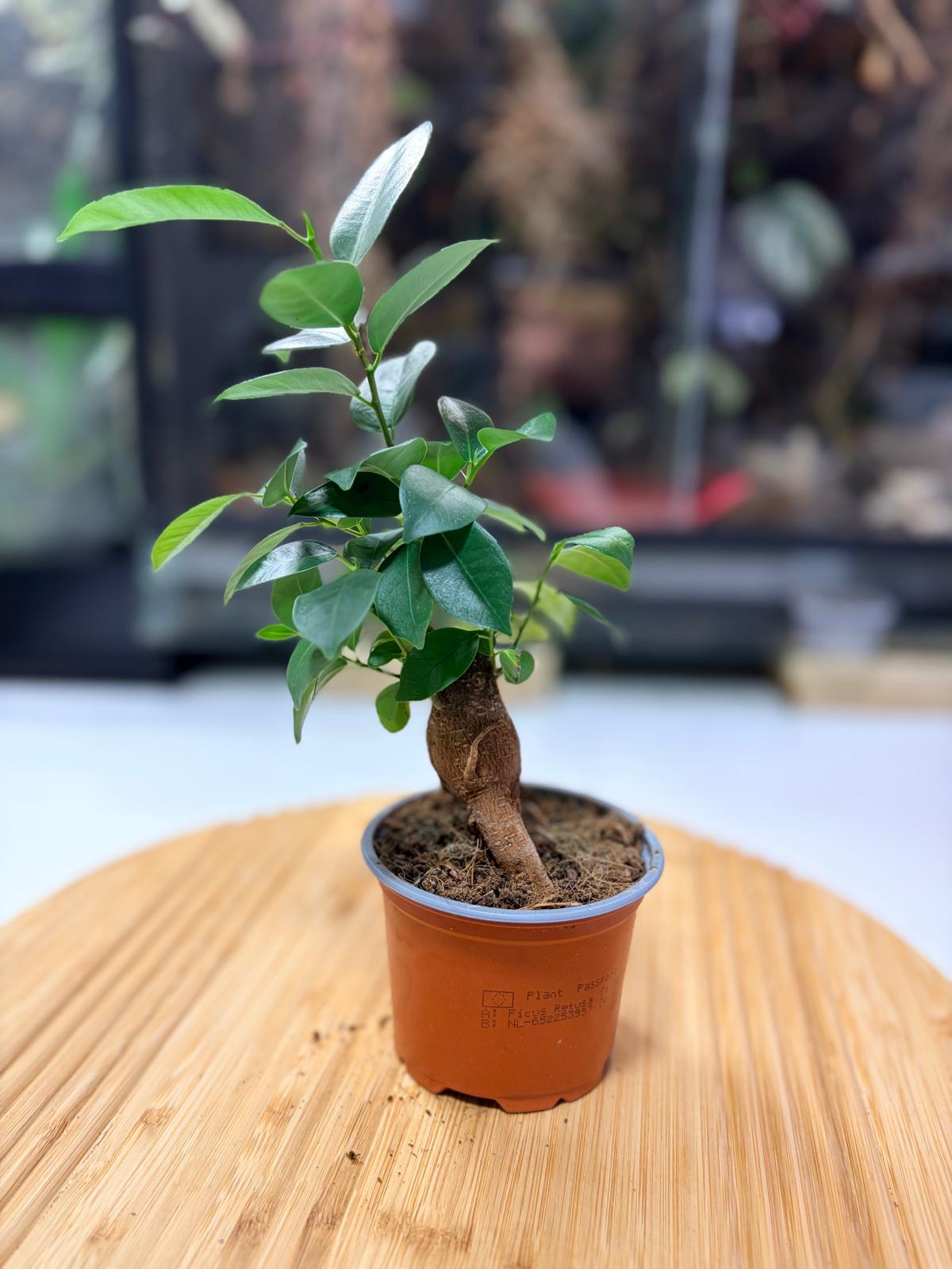 Ficus retusa – Bonsaï Naturel pour Terrarium Ouvert & Vivarium Tropical