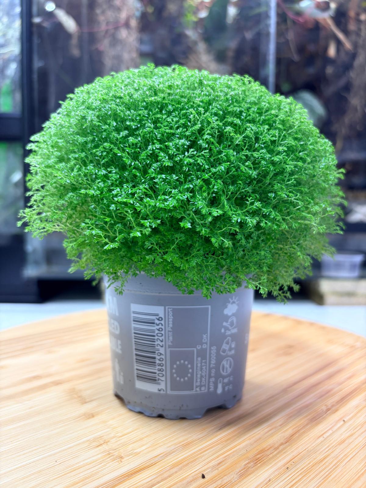Selaginella apoda – Couvre-Sol Tapissant pour Terrarium Tropical & Paludarium