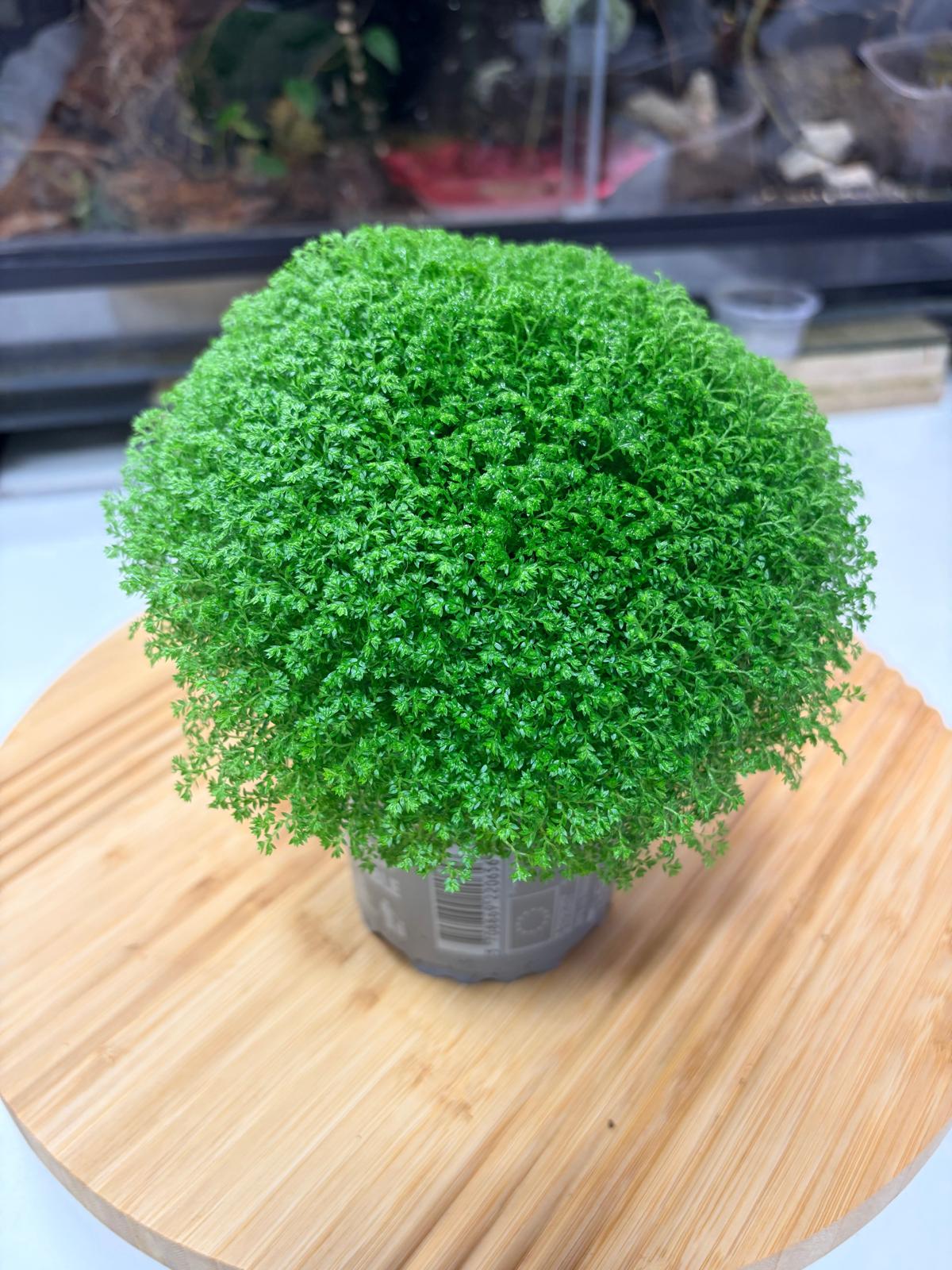 Selaginella apoda – Couvre-Sol Tapissant pour Terrarium Tropical & Paludarium