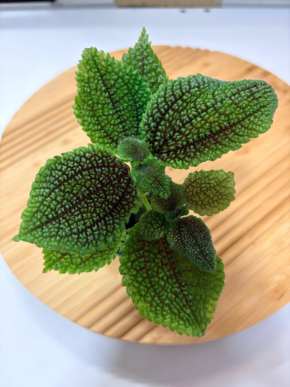 Pilea involucrata – Plante Tropicale Texturée pour Terrarium Vivant
