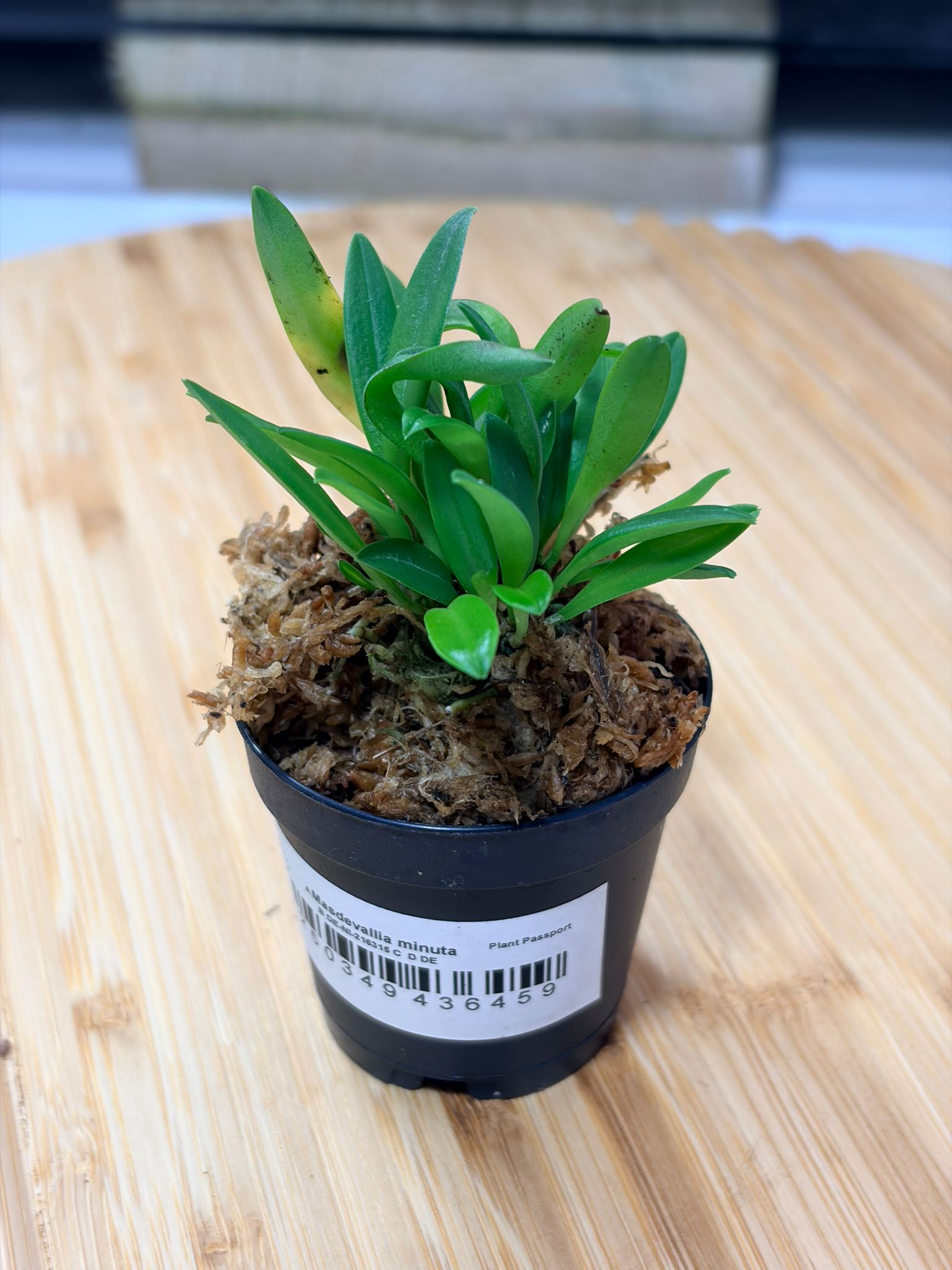 Masdevallia minuta – Orchidée Miniature à Fleurs Blanches pour Terrarium Tropical