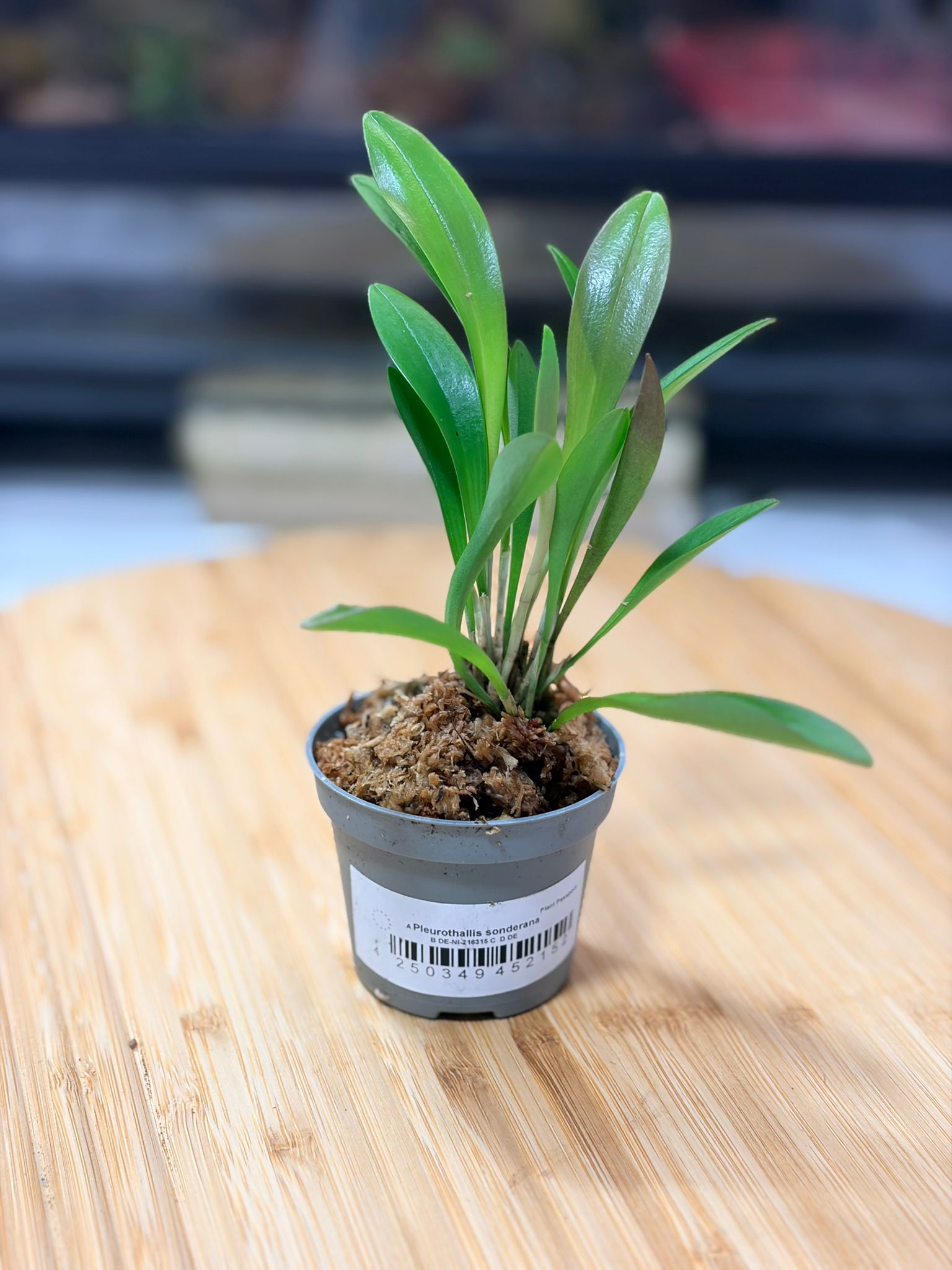 Pleurothallis sonderana – Orchidée Miniature Épiphyte pour Terrarium Tropical