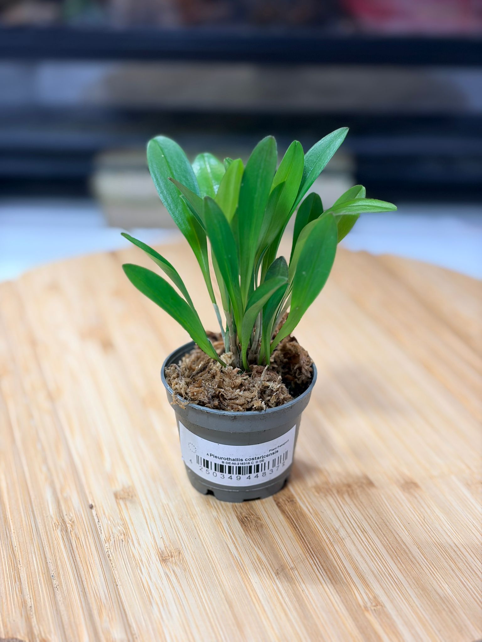 Pleurothallis costaricensis – Orchidée Miniature à Fleurs Jaunes pour Terrarium Tropical