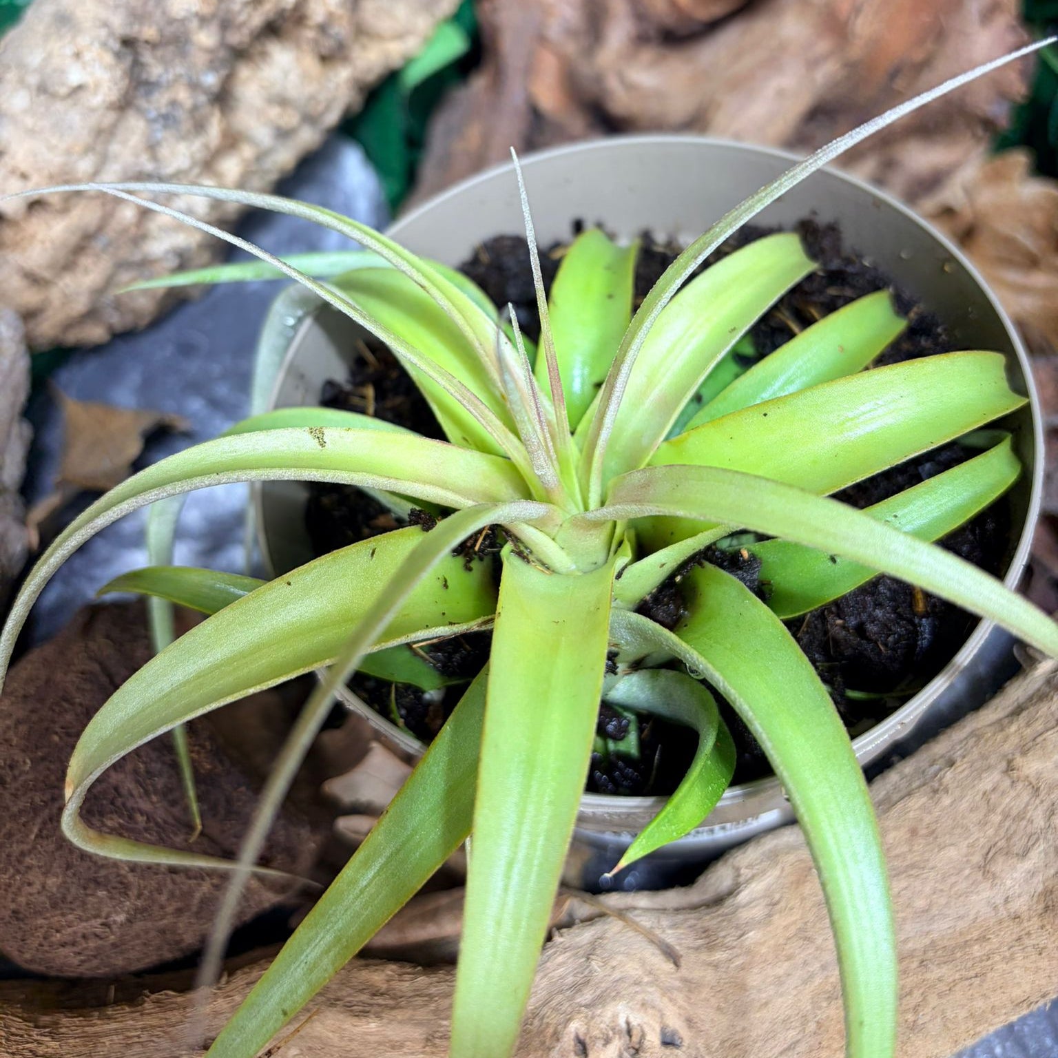 Tillandsia Xerographica – Plante Aérienne Rare