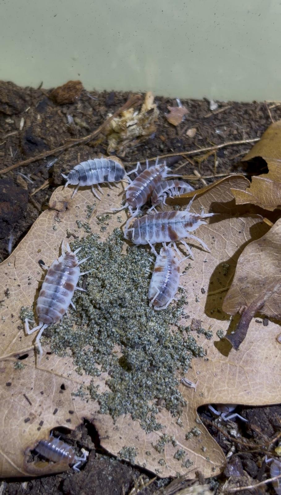 BioStart — Aliment complet pour isopodes en poudre | TerraLife