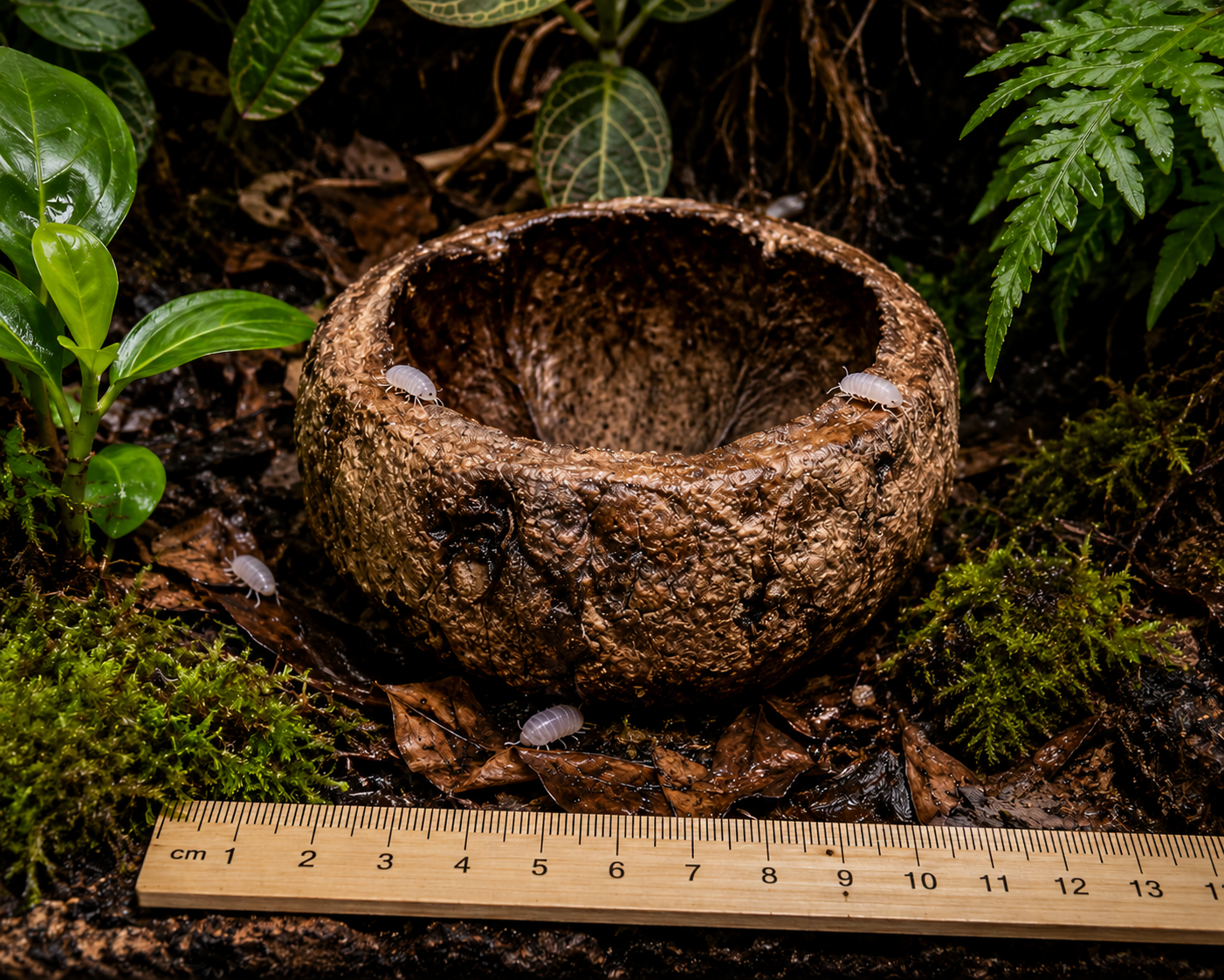 Mayan Pod – Gousse Maya Naturelle Terrarium