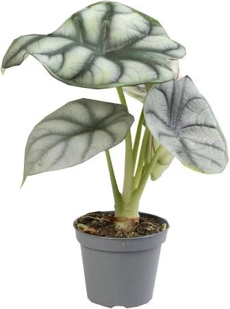 Alocasia Silver Dragon - TerraLife