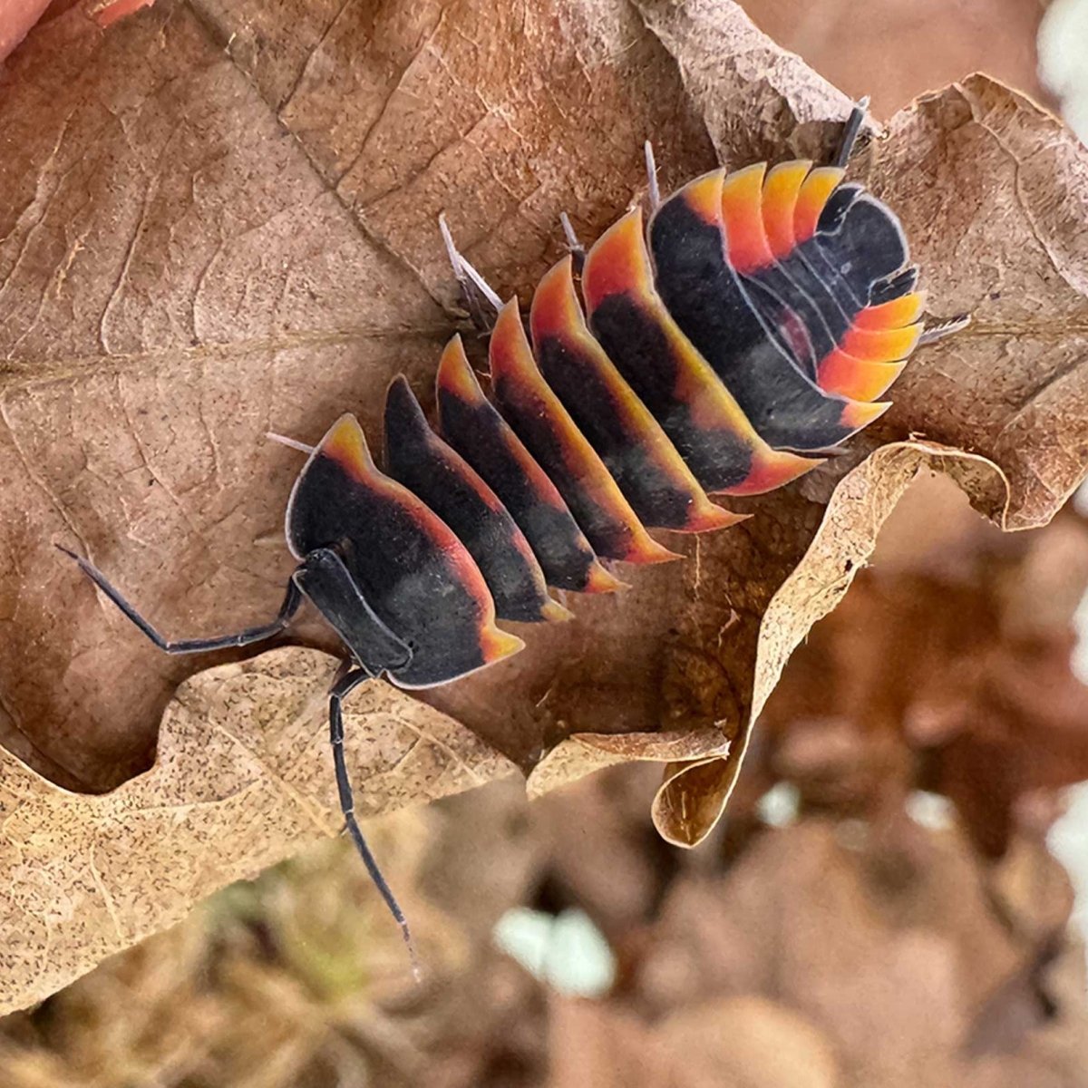 Ardentiella sp. "Ember Bee" - Isopodes Abeille - TerraLife