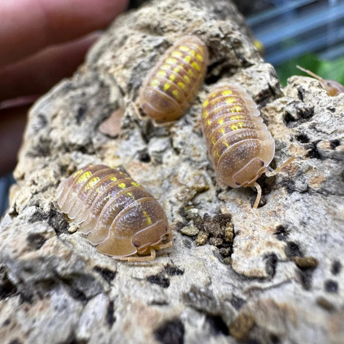 Armadillidium granulatum "Orange" - TerraLife