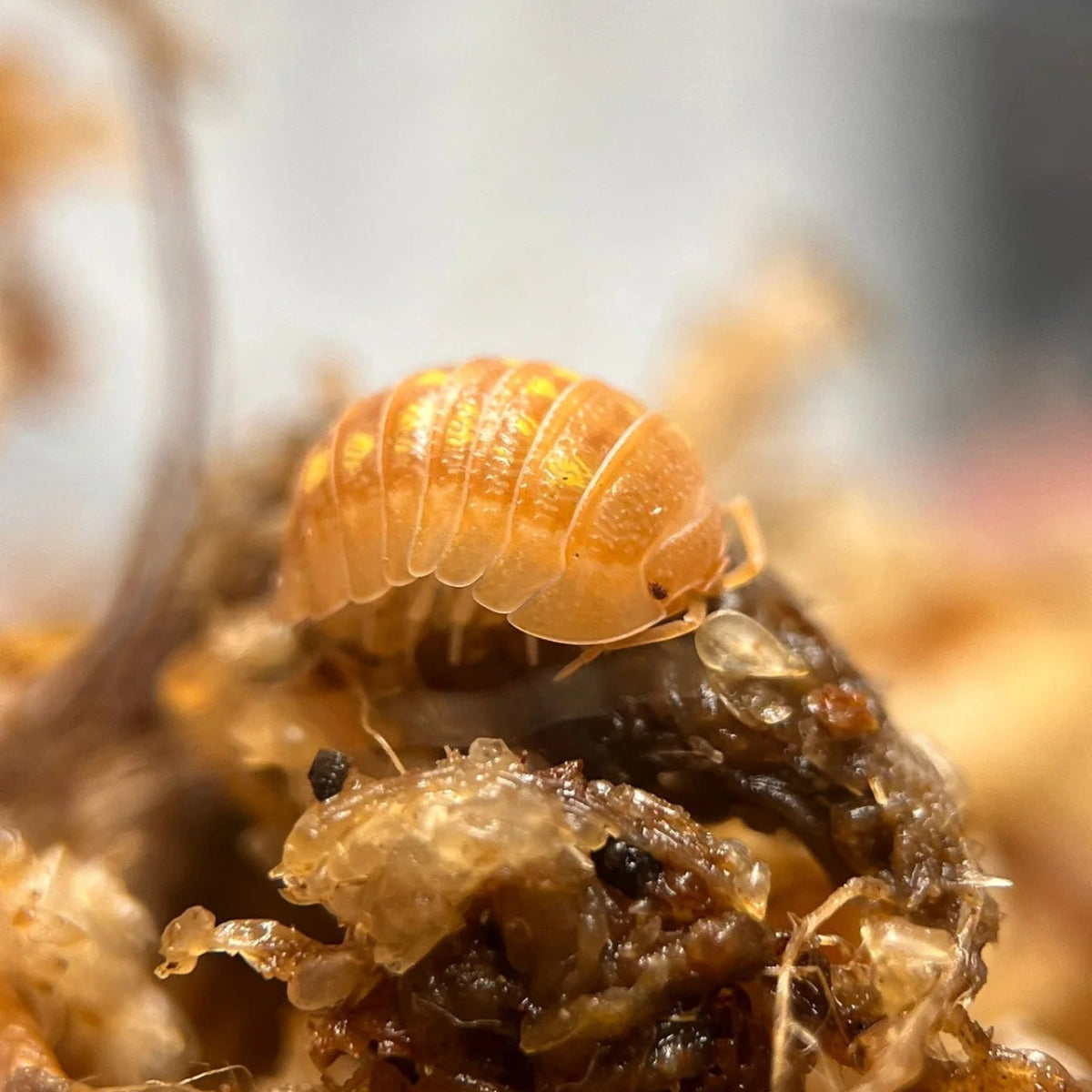 Armadillidium granulatum "Orange" - TerraLife